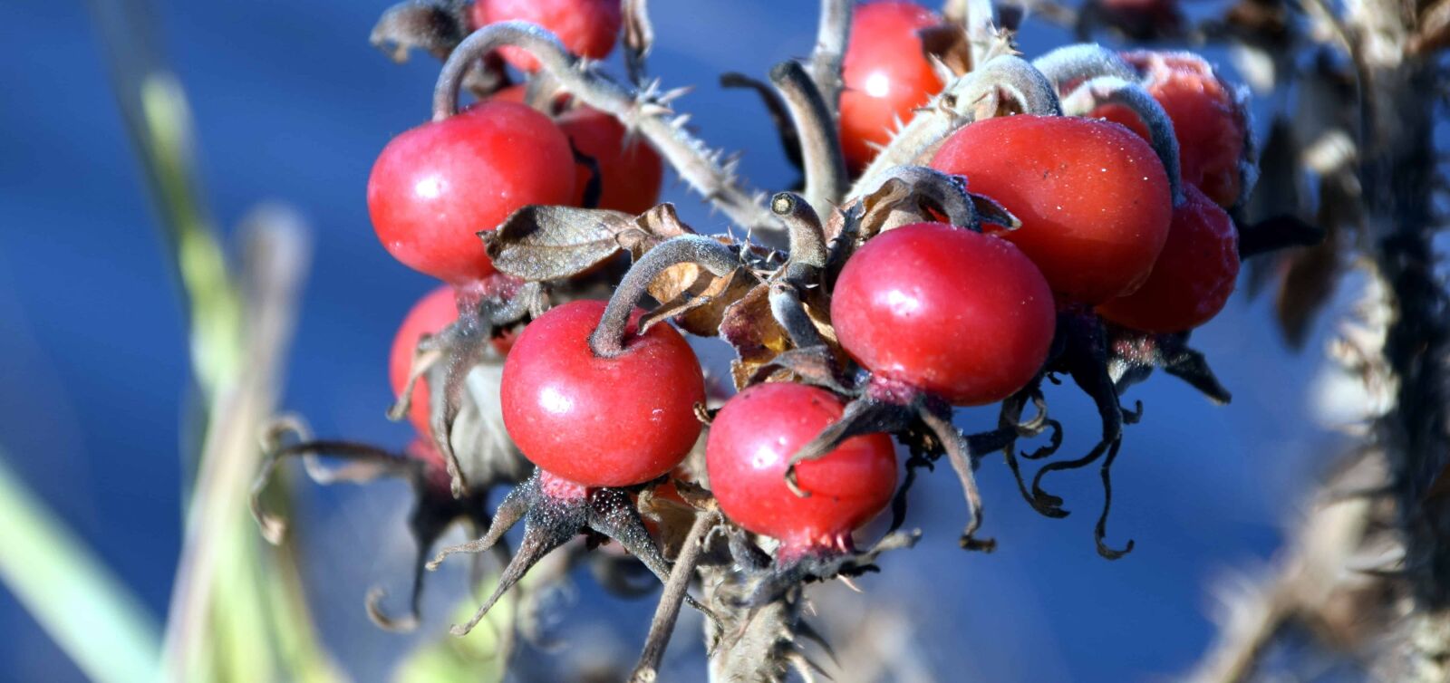 Nikon D3300 sample photo. Fruit, red, tree, branch photography