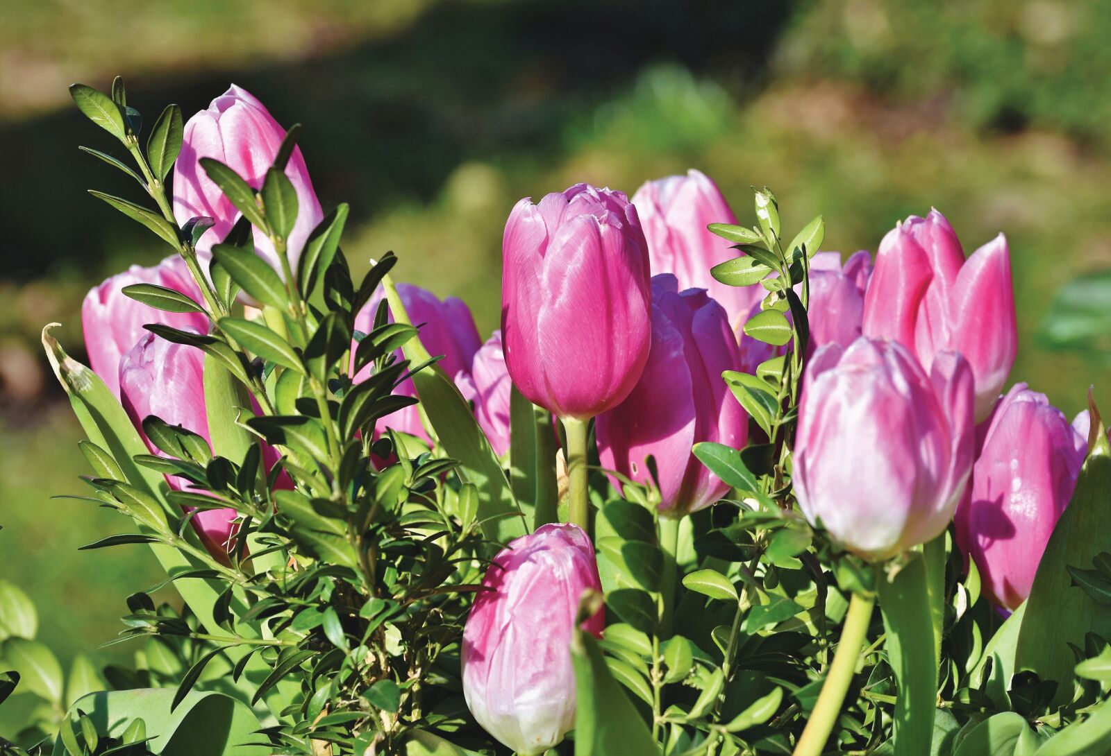 Nikon D7200 sample photo. Tulip, tulpenbluete, tulip field photography