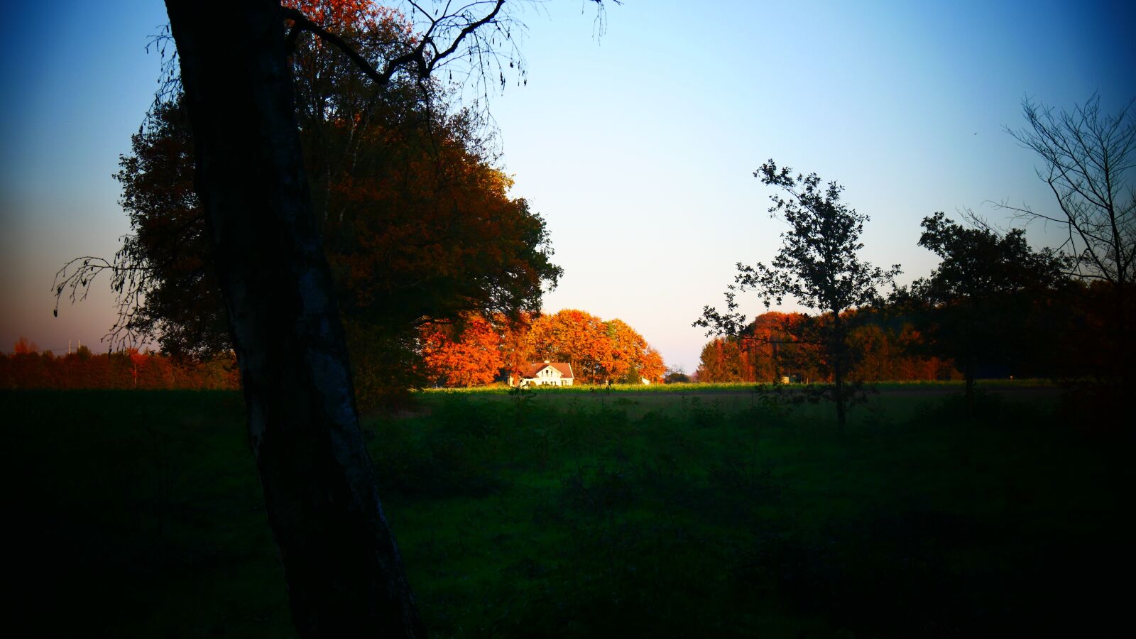 Panasonic Lumix DMC-G85 (Lumix DMC-G80) sample photo. Landscape, autumn, forest photography