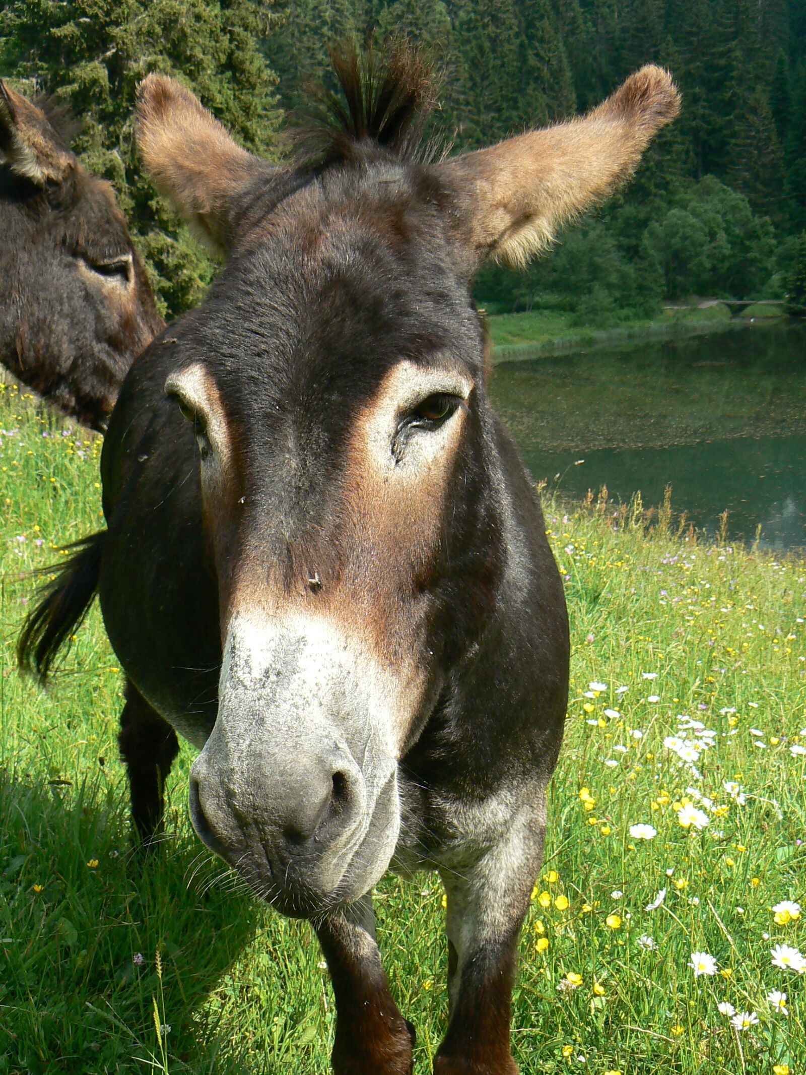 Panasonic DMC-FZ7 sample photo. Ane, animal, donkey photography