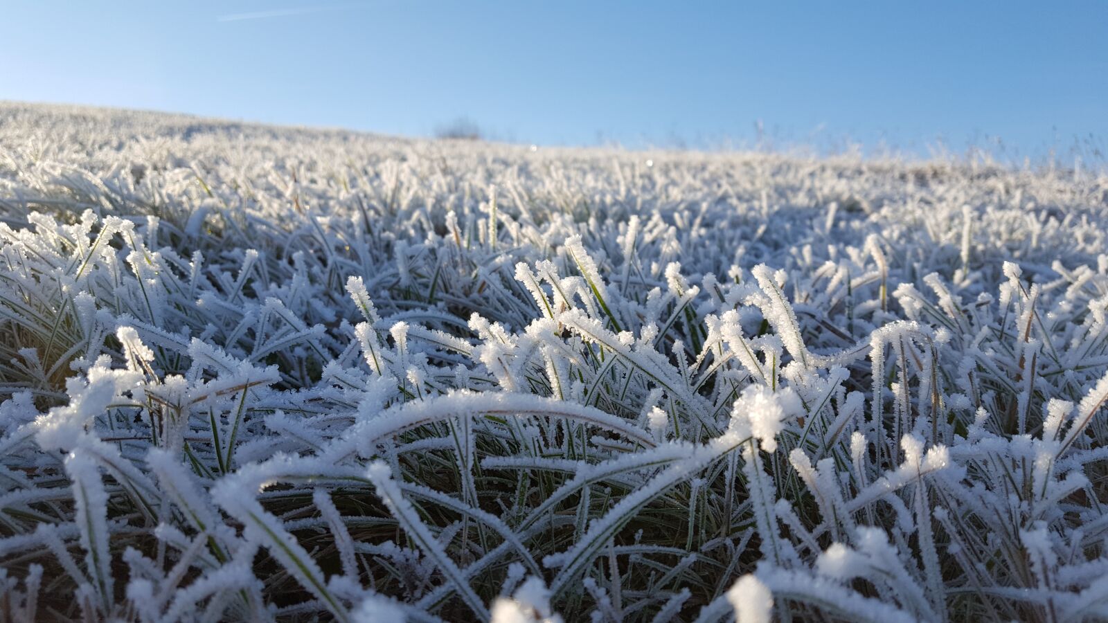 Samsung GALAXY S6 edge sample photo. Grass, winter, frost photography