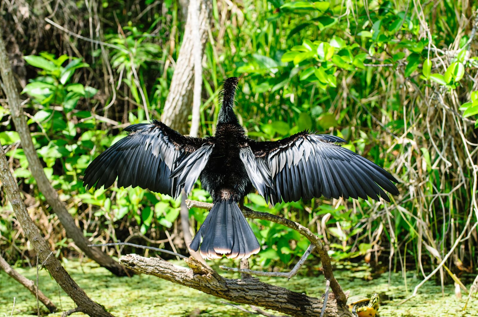 Nikon D300 sample photo. Bird, animal, nature photography