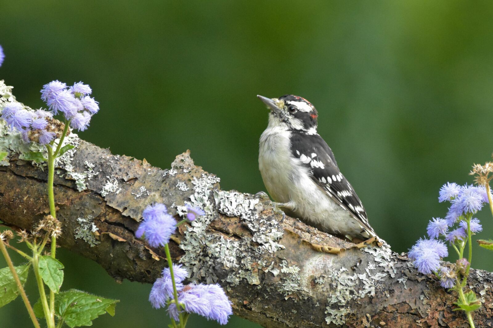 Nikon D3400 sample photo. Woodpecker, downy woodpecker, bokeh photography