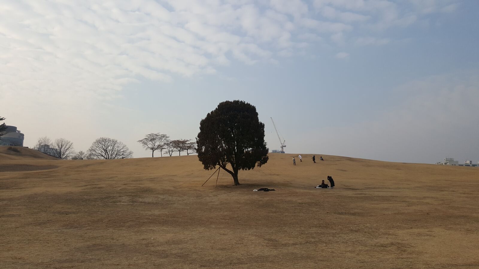 Samsung Galaxy Note5 sample photo. Tree, korea, spring photography