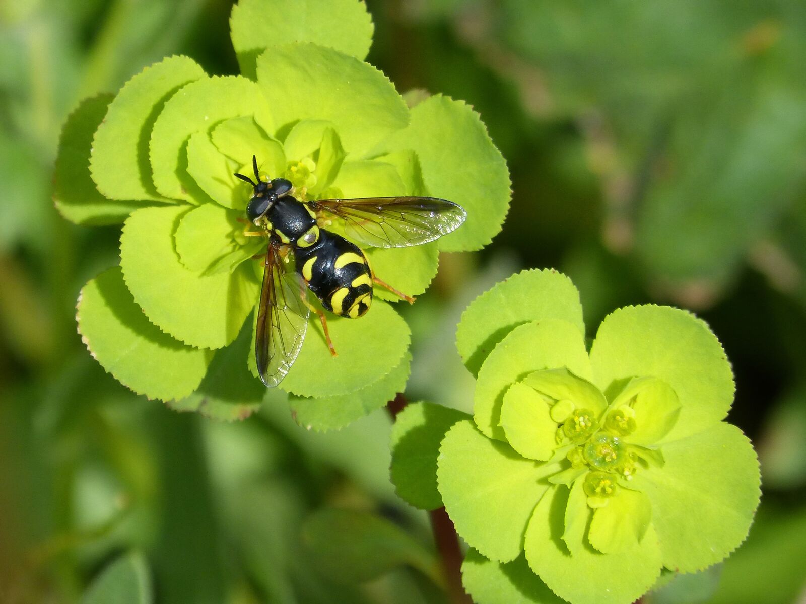 Panasonic DMC-FZ62 sample photo. Hoverfly, false bee, nature photography
