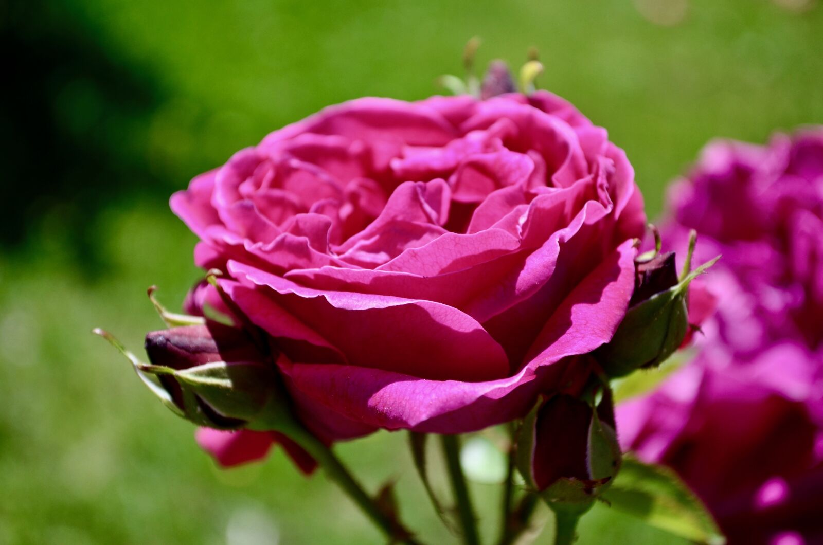 Nikon D5100 sample photo. Flower, pink, spring photography
