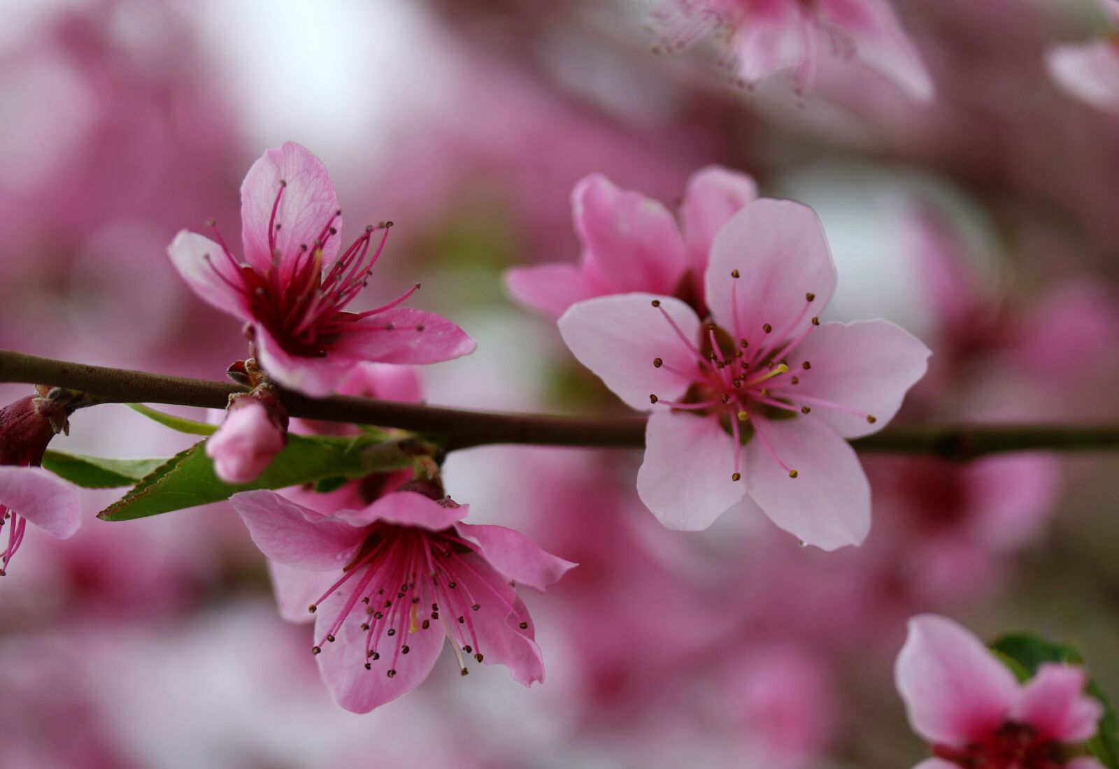 Canon EF-S 60mm F2.8 Macro USM sample photo. Flowers, pink, casey photography