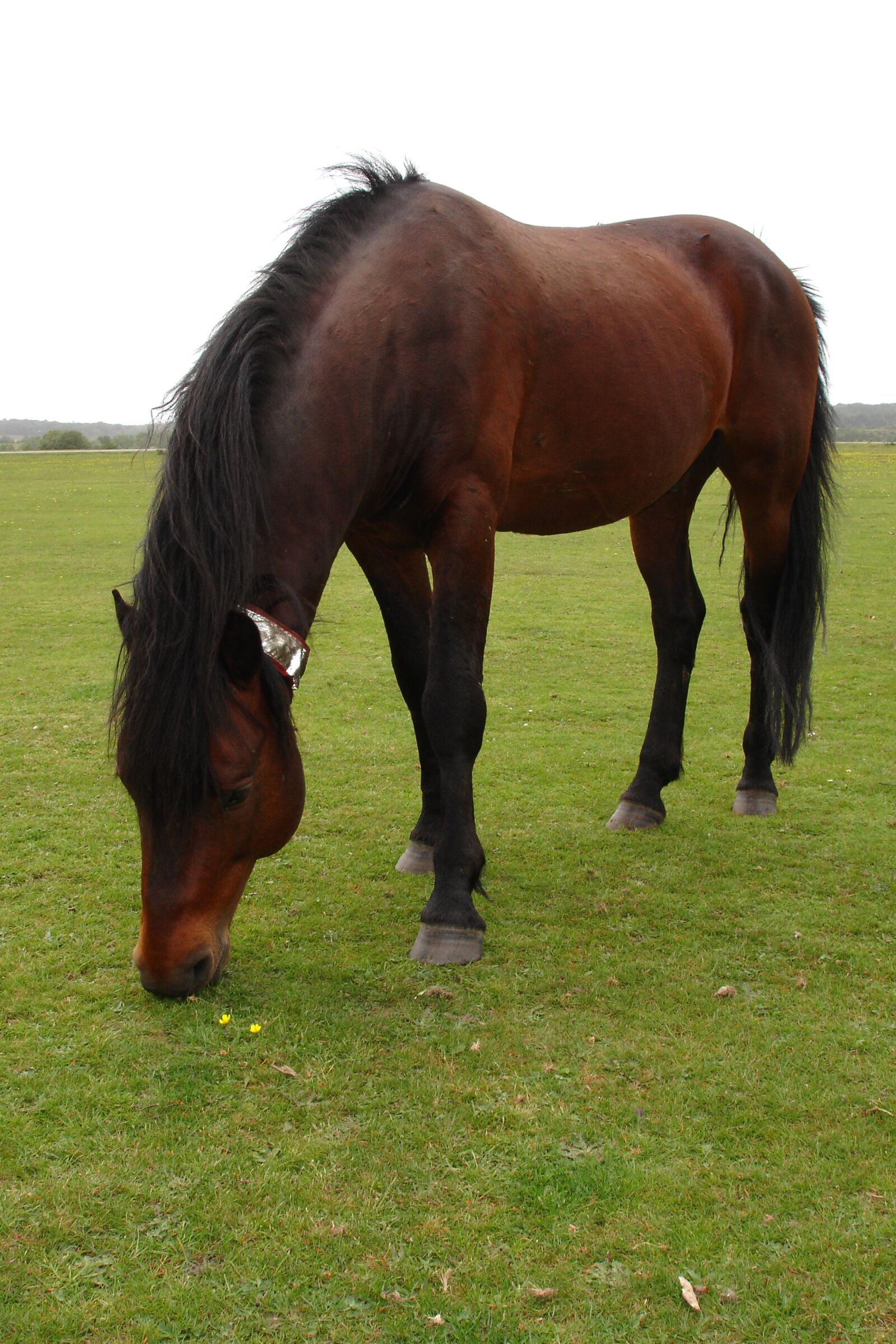 Sony DSC-P200 sample photo. Horse, grazing, pasture photography