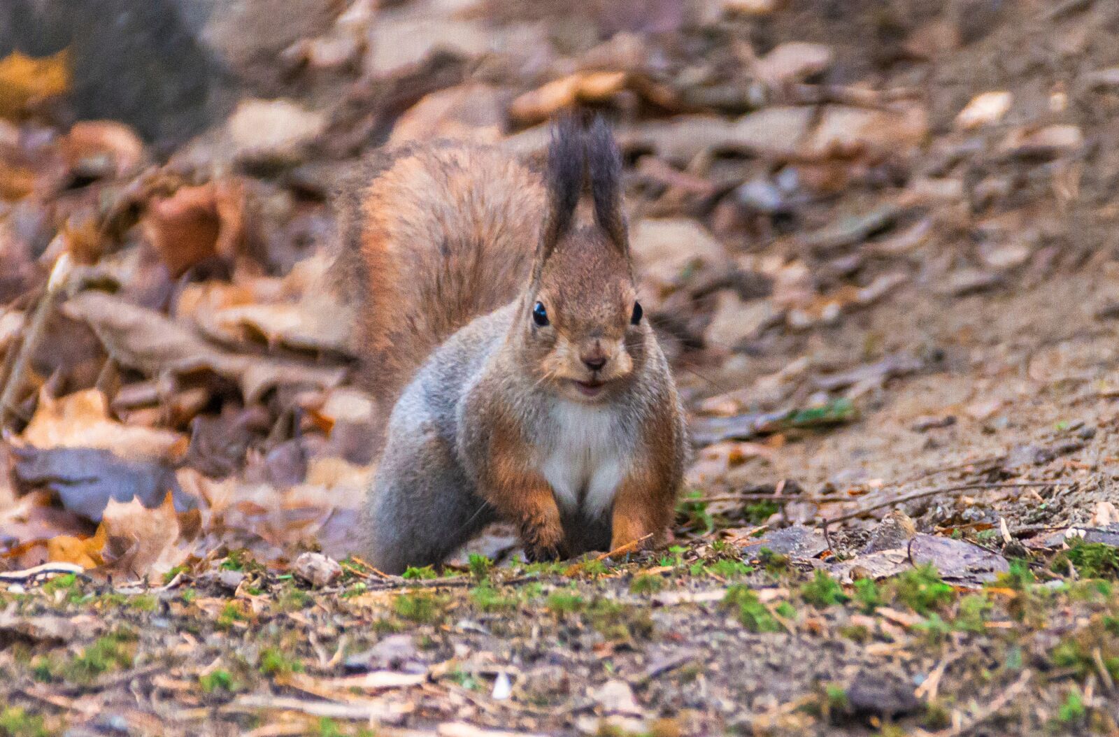 Canon EOS 7D sample photo. Squirrel, mammal, cute photography