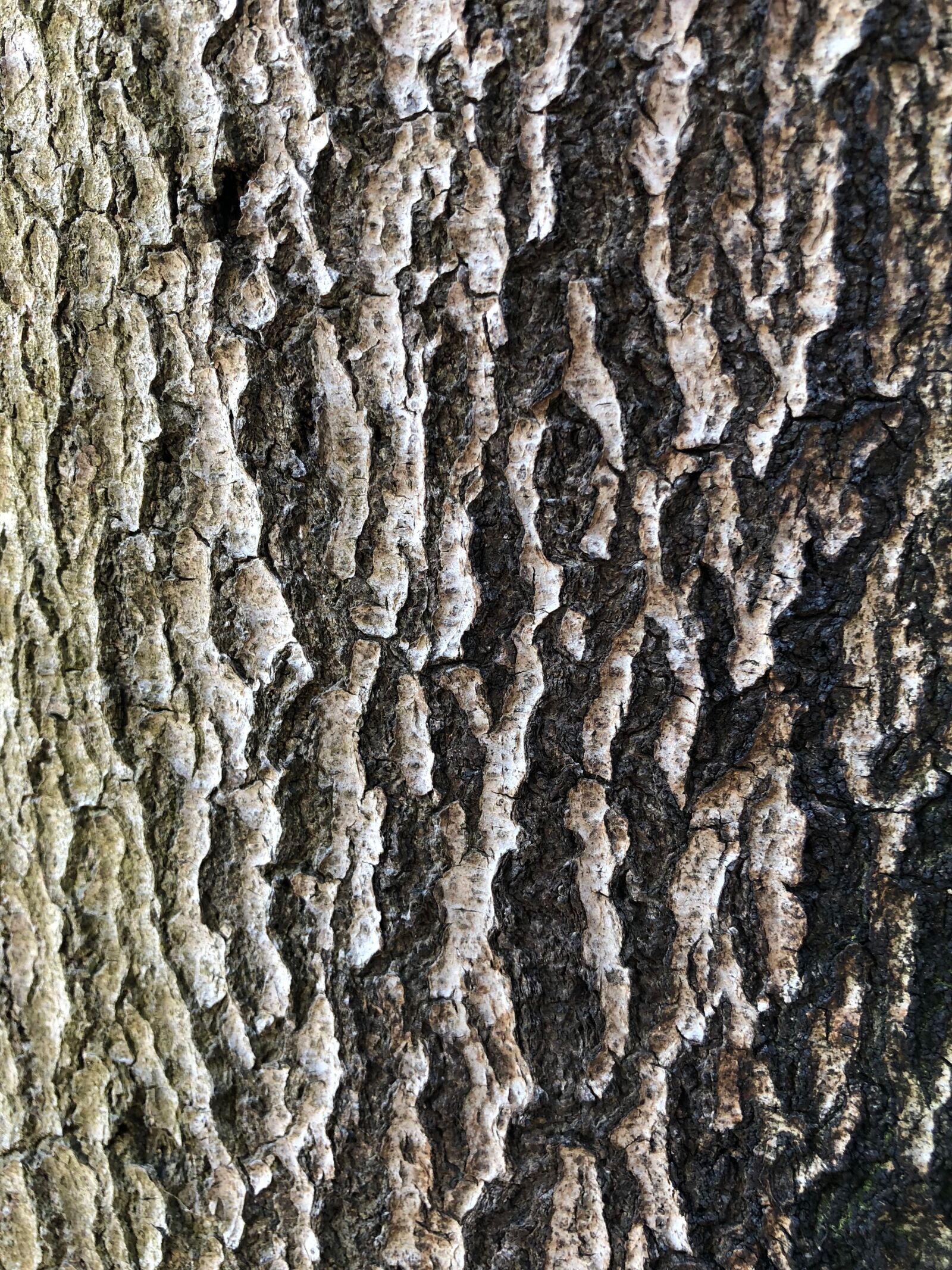 iPhone X back dual camera 4mm f/1.8 sample photo. Pattern, bark, wood photography