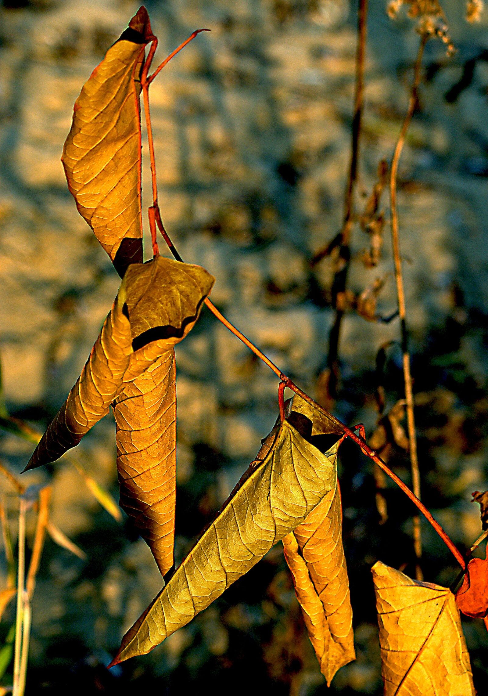 Sony Alpha DSLR-A100 sample photo. Foliage, dry leaves, autumn photography