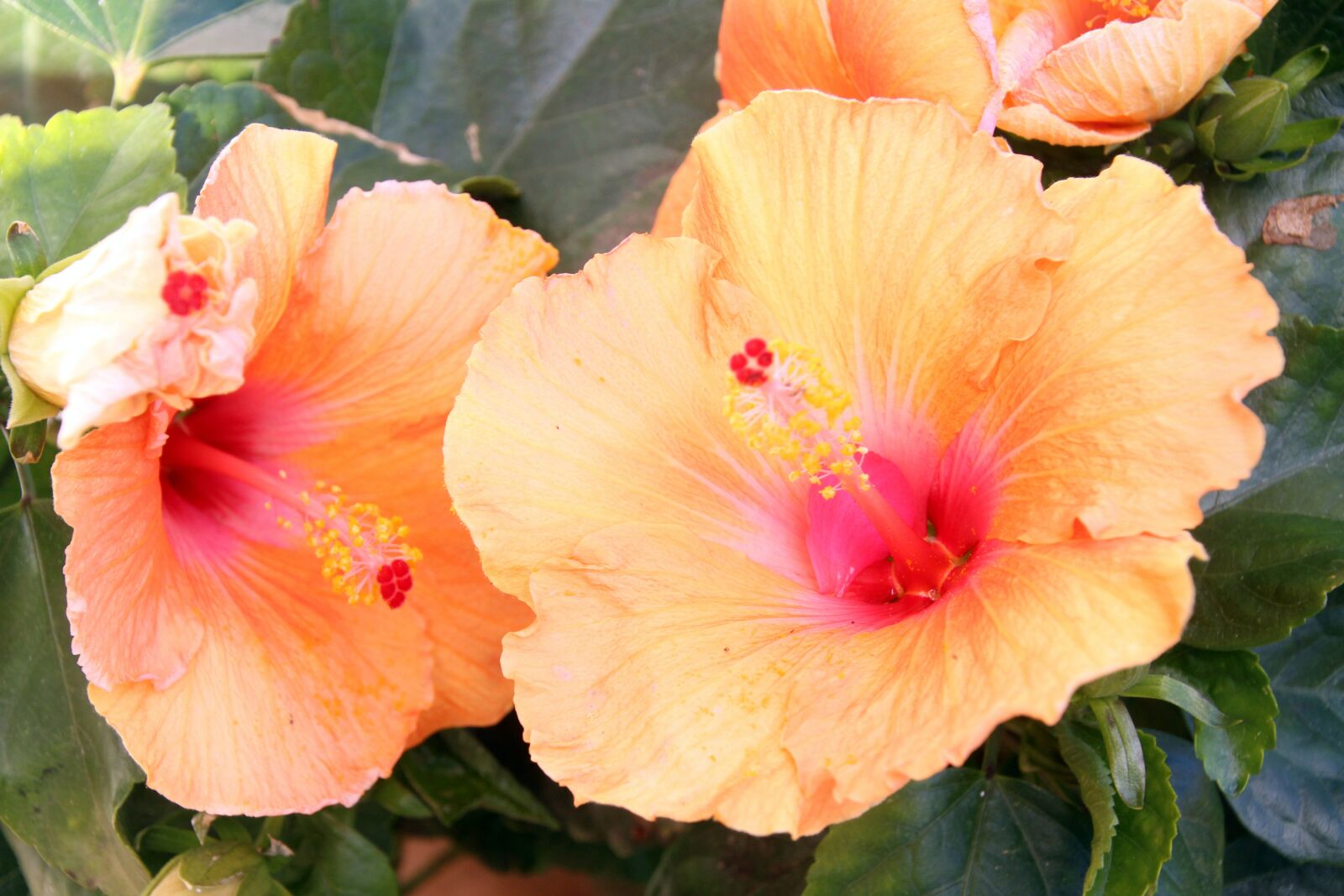 Canon EOS 700D (EOS Rebel T5i / EOS Kiss X7i) sample photo. Hibiscus, blossom, bloom photography