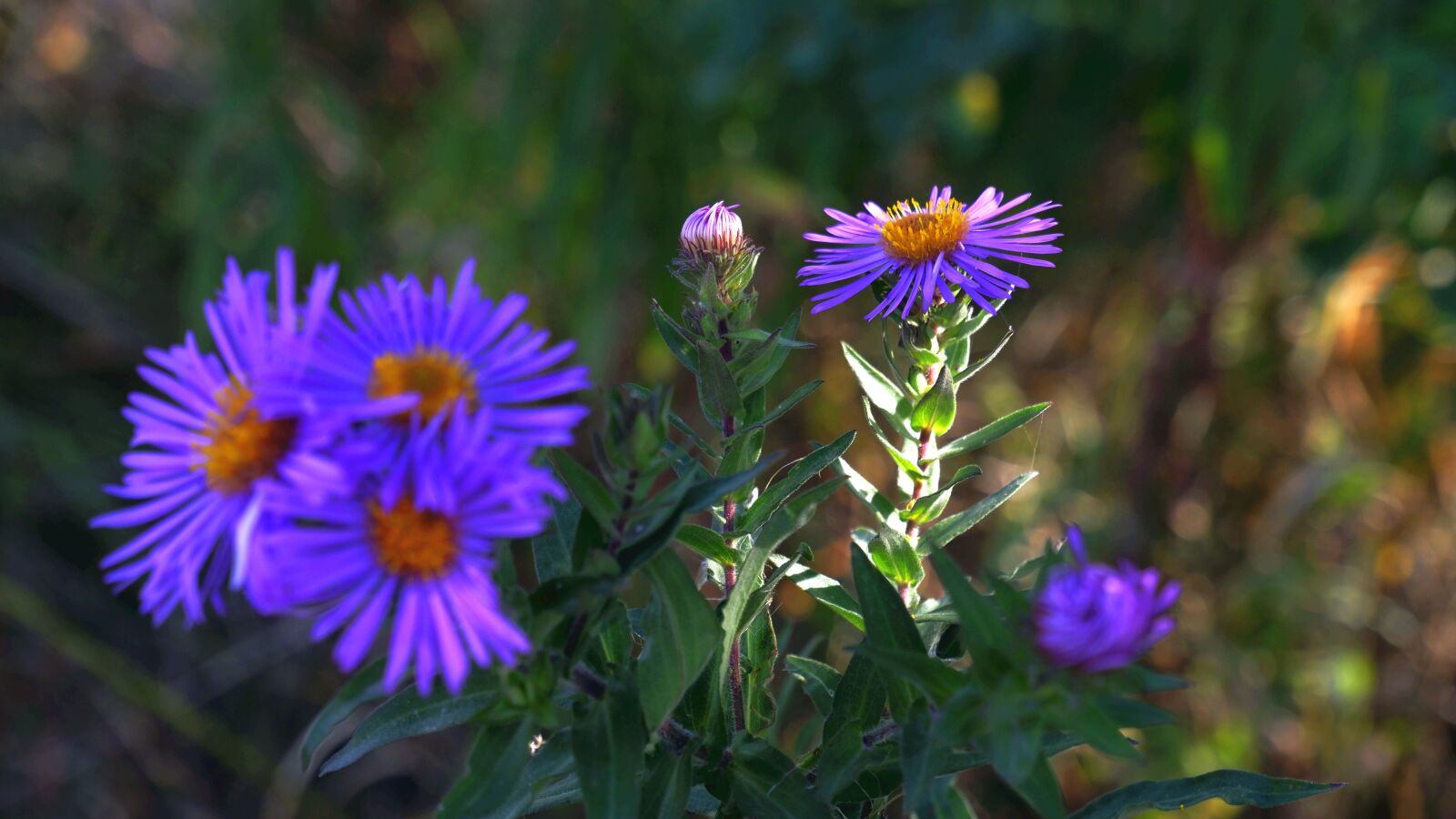 Fujifilm X-A5 sample photo. Flowers, autumn, garden photography