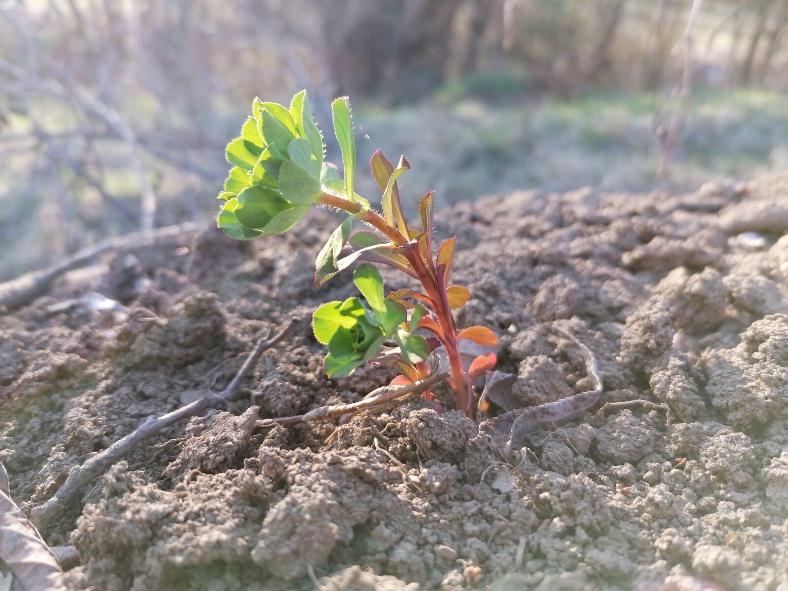 HUAWEI P30 LITE sample photo. Plant, spring, flower photography