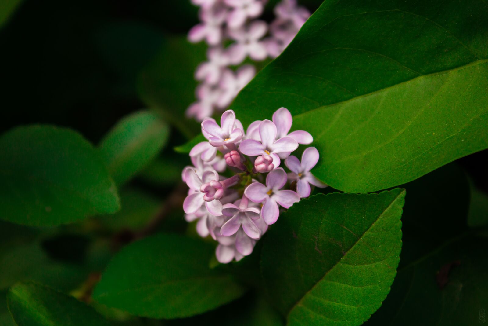 Canon EOS 1200D (EOS Rebel T5 / EOS Kiss X70 / EOS Hi) sample photo. Lilac, flowers, purple photography