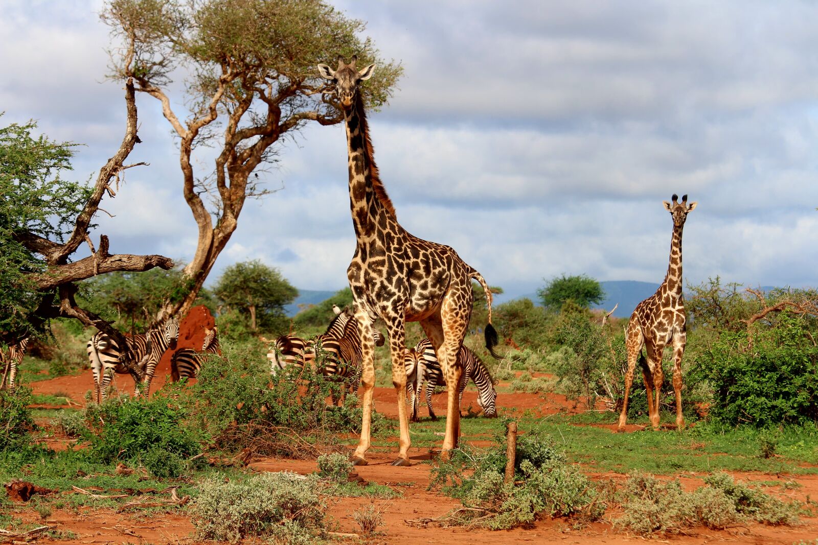 Canon EOS 700D (EOS Rebel T5i / EOS Kiss X7i) sample photo. Giraffe, africa, zebra photography