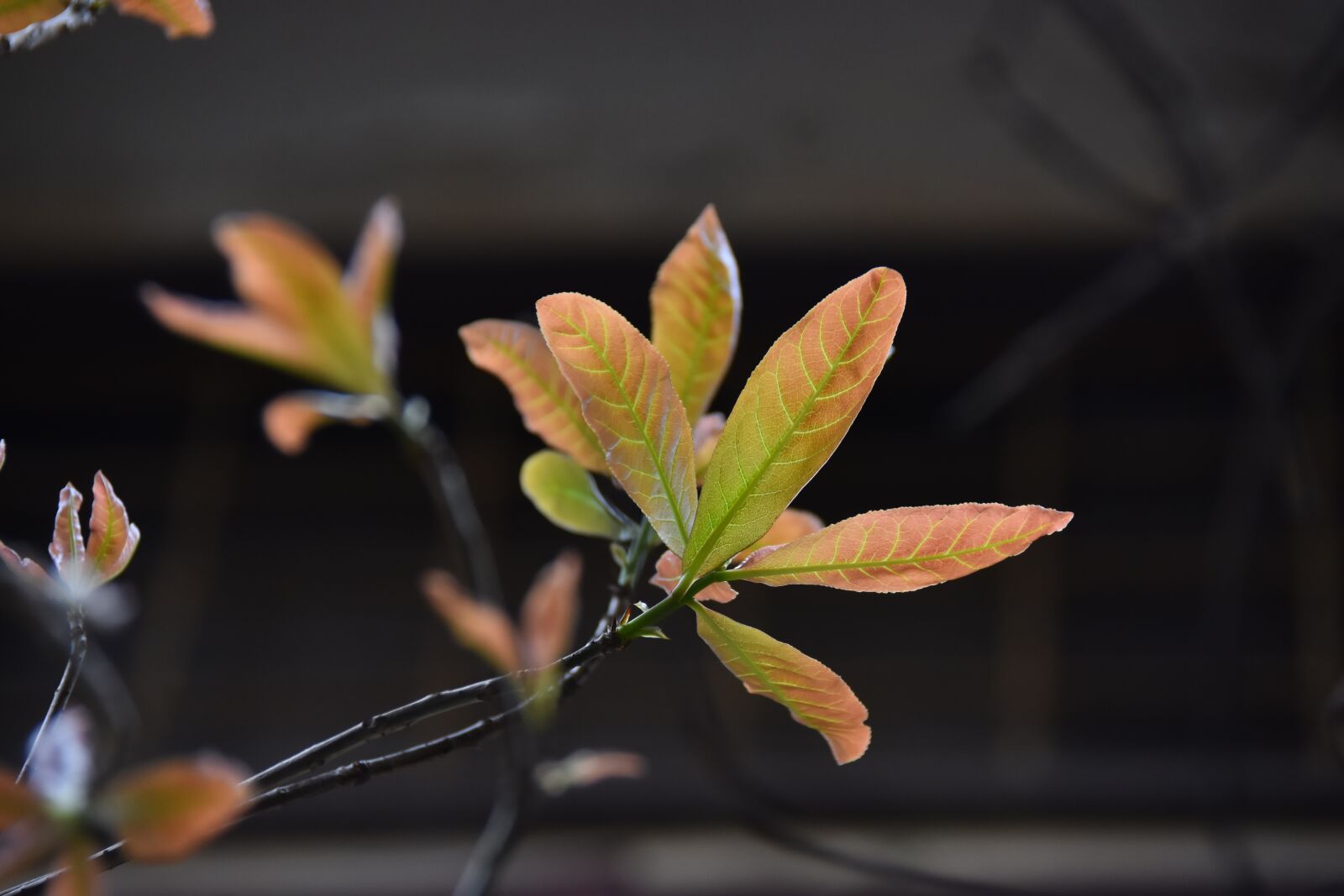 Nikon D7200 sample photo. Young buds, spring, color photography