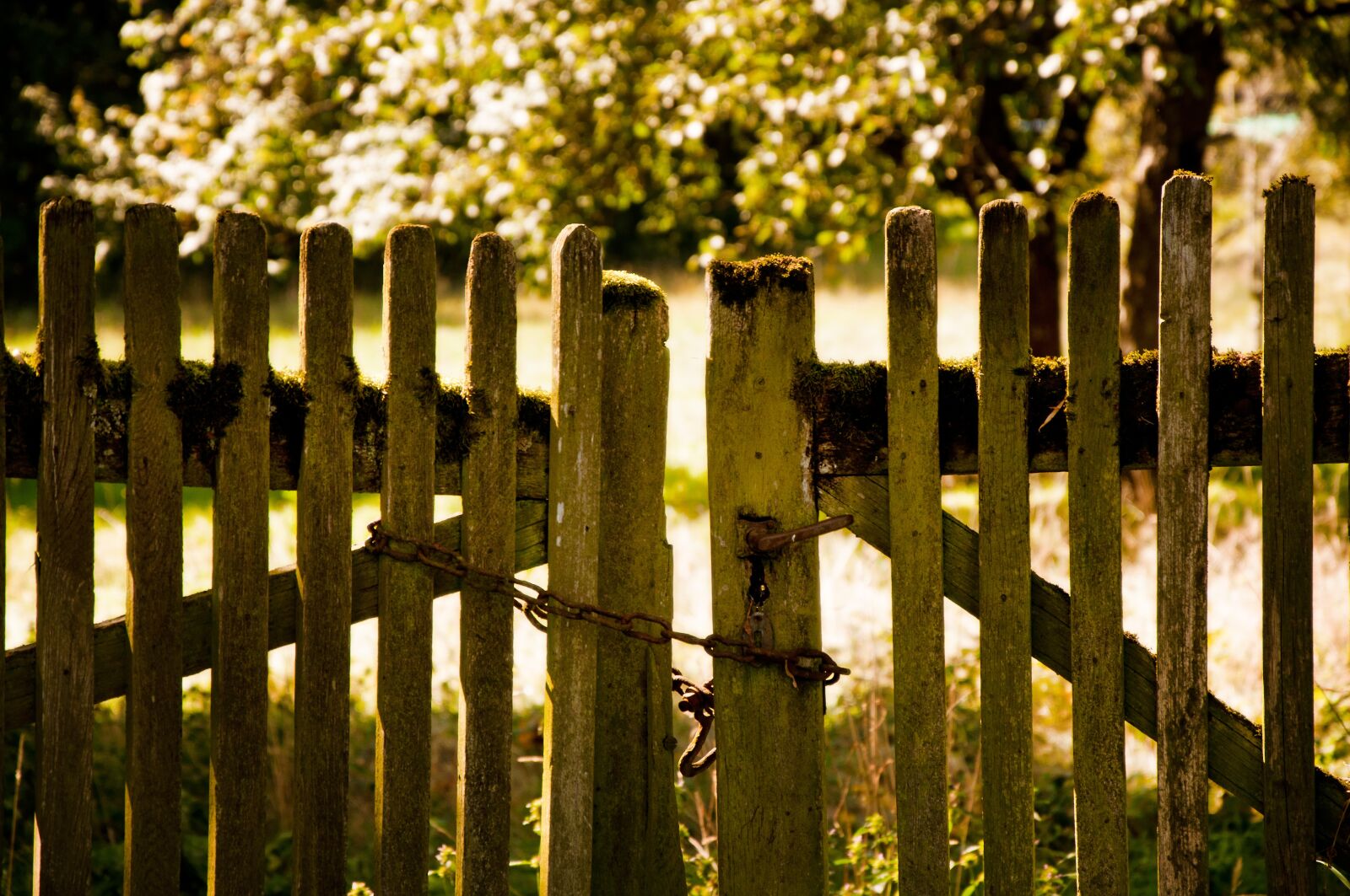Nikon D90 sample photo. Fence, garden, chain photography