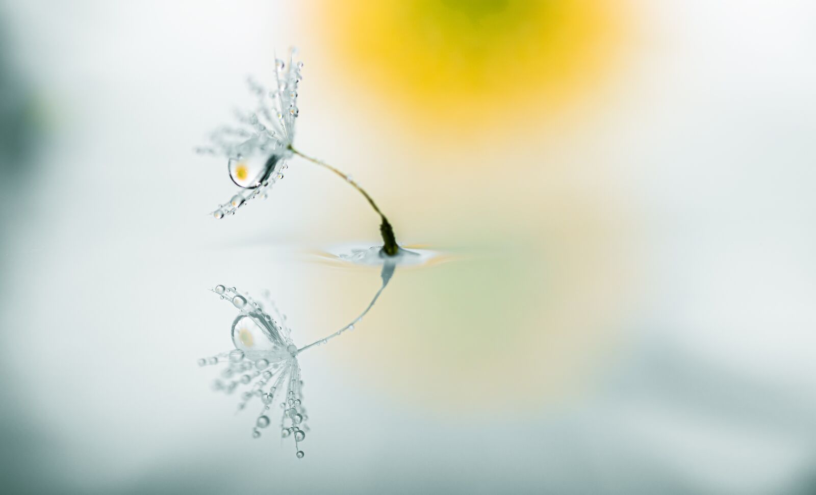 Canon EOS R sample photo. Dandelion, drip, mirroring photography