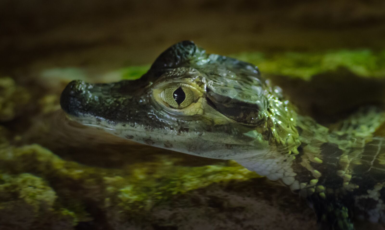 Nikon D7000 sample photo. Young, crocodile, animal photography