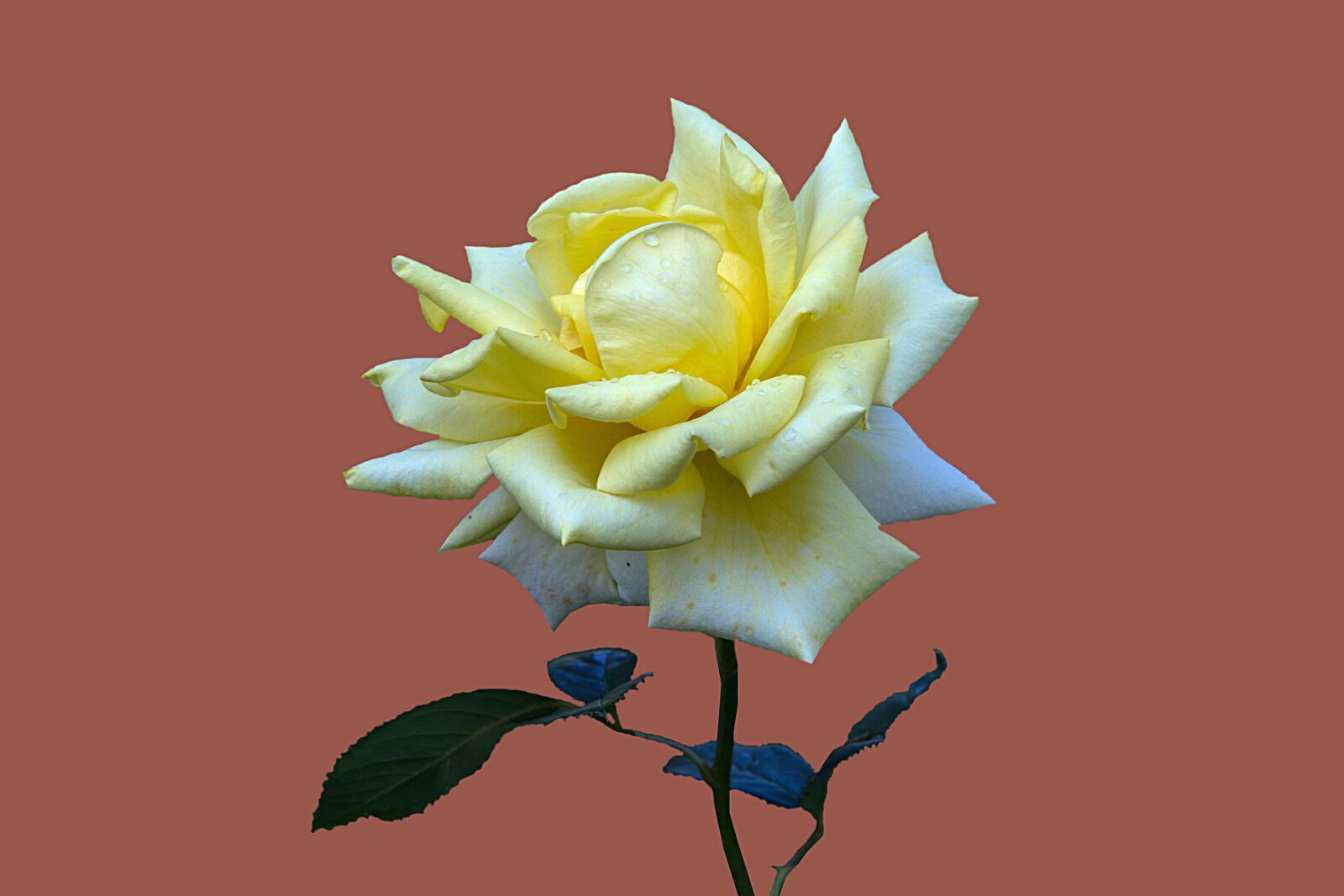 Canon EOS 7D sample photo. Floribunda, rosengarten bad kissingen photography