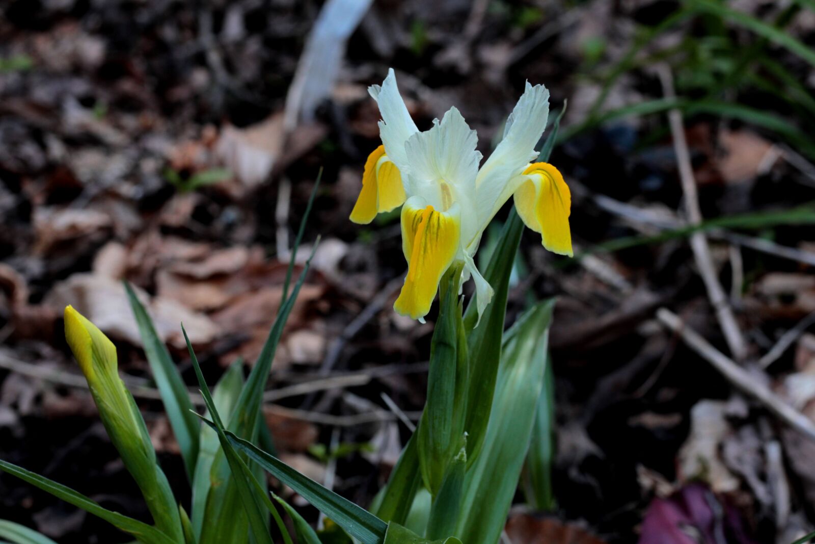 Canon EOS 600D (Rebel EOS T3i / EOS Kiss X5) + Canon EF 50mm F1.8 STM sample photo. Irises, yellow, white photography