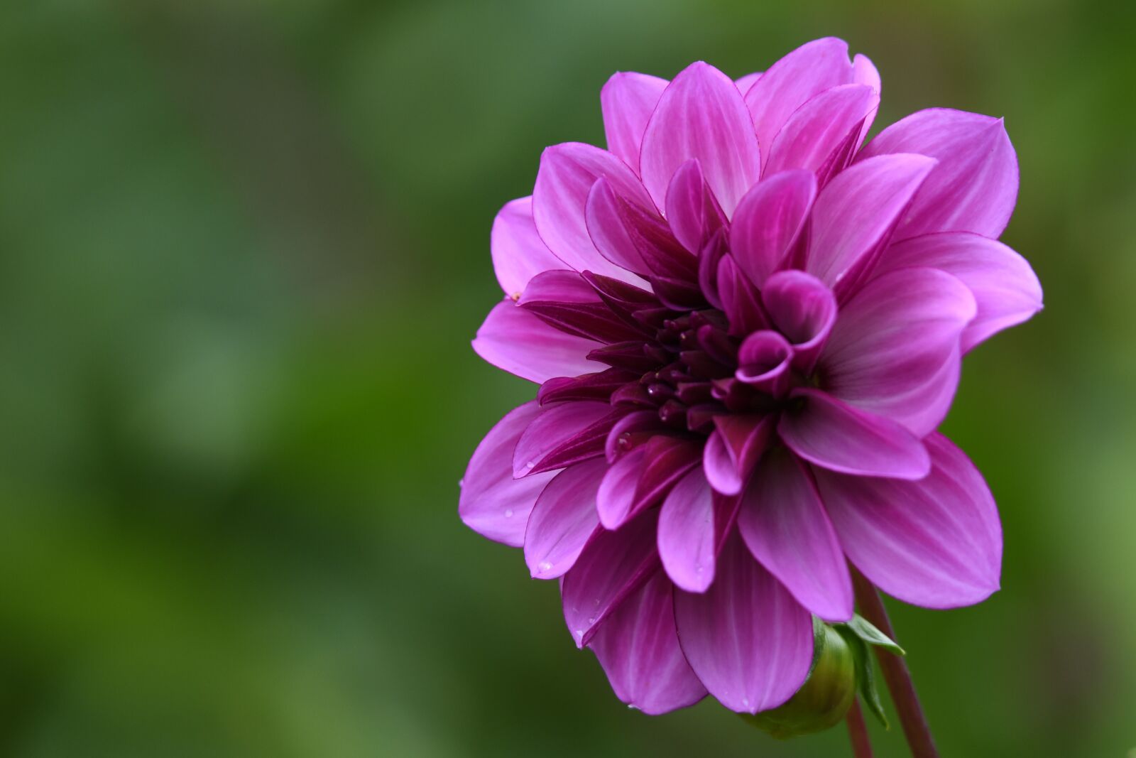Nikon D500 sample photo. Dahlia, purple dahlia, flower photography