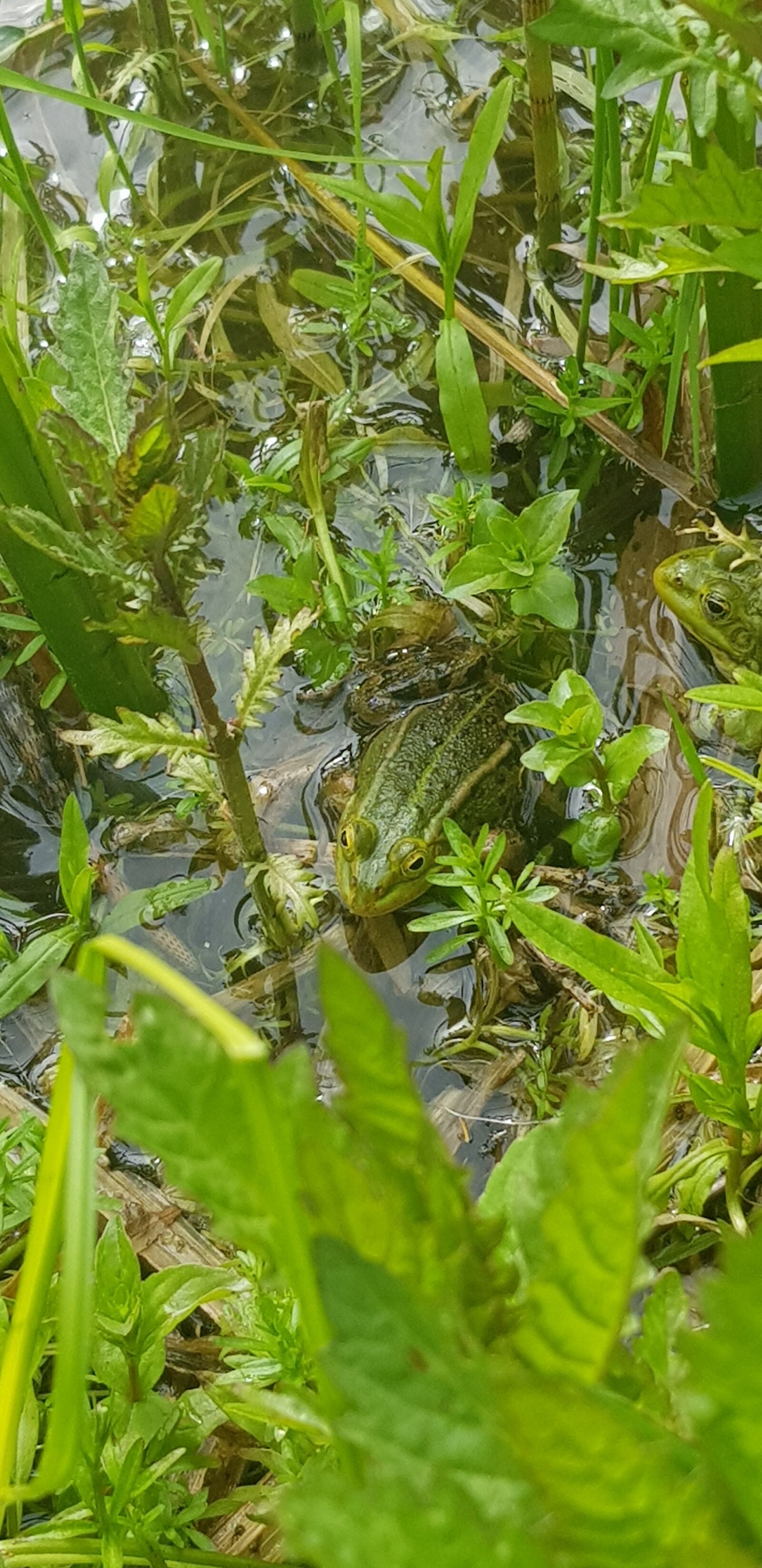 Samsung Galaxy S8 sample photo. Frog, green, nature photography