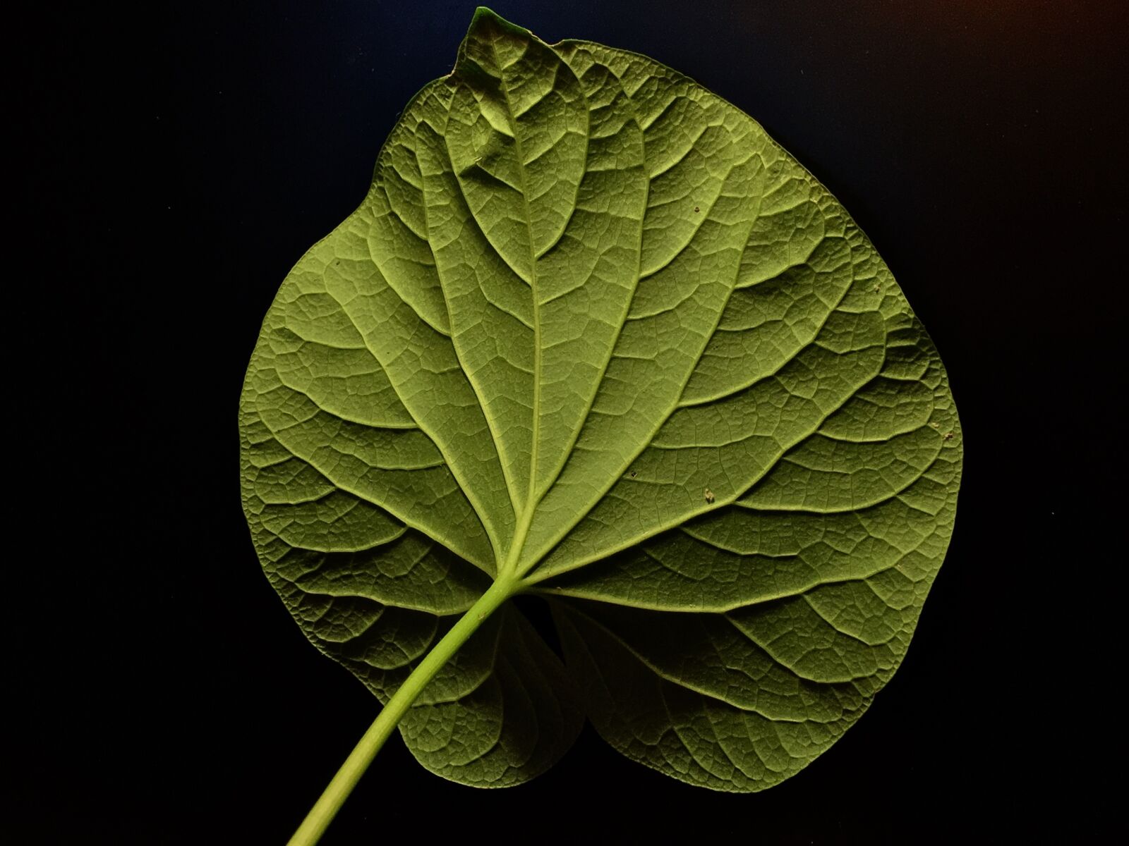 Apple iPhone 6s Plus sample photo. Leaf, ribbing, nature photography