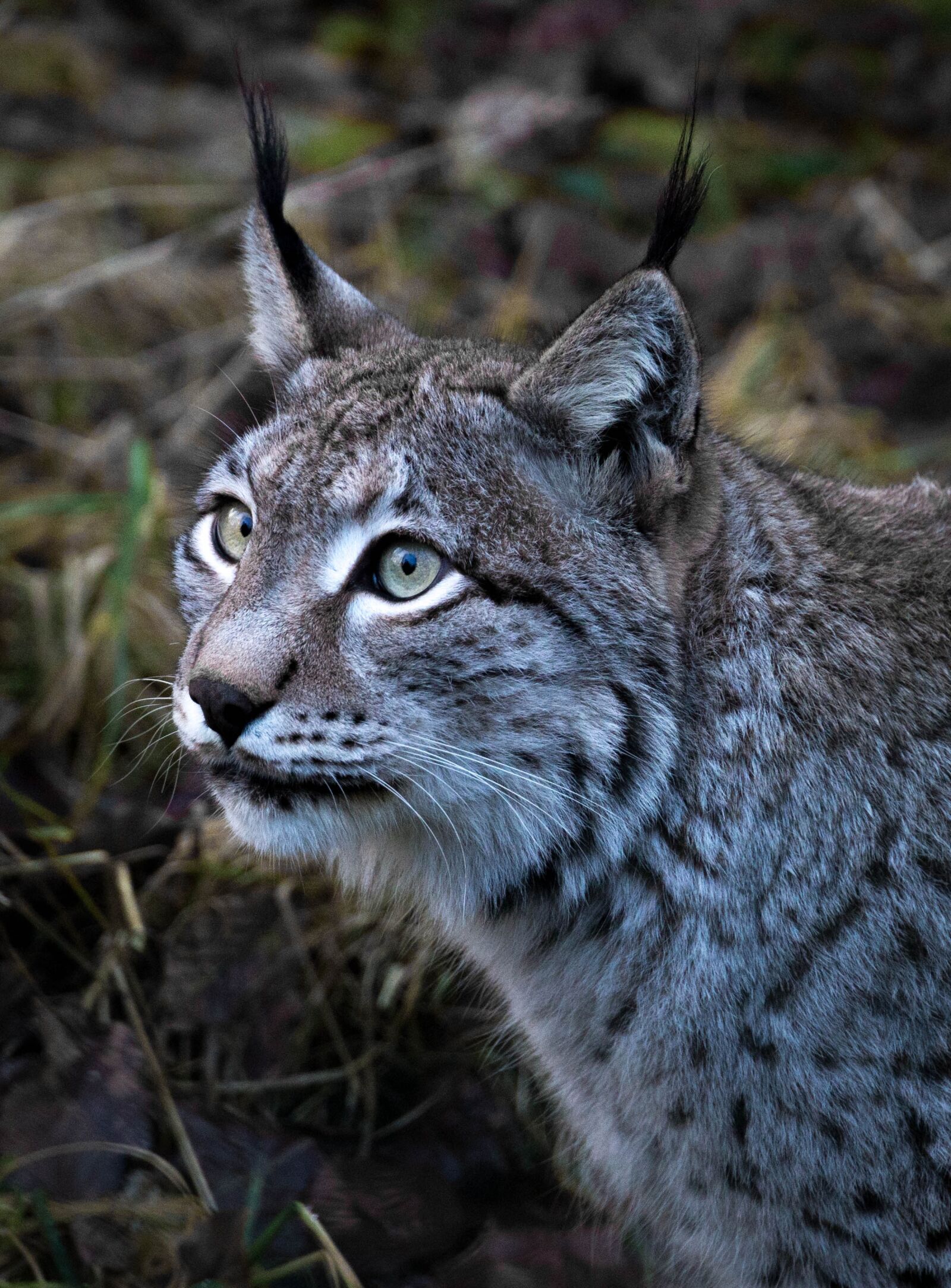 Canon EF 24-105mm F3.5-5.6 IS STM sample photo. Lynx, animal, animal world photography