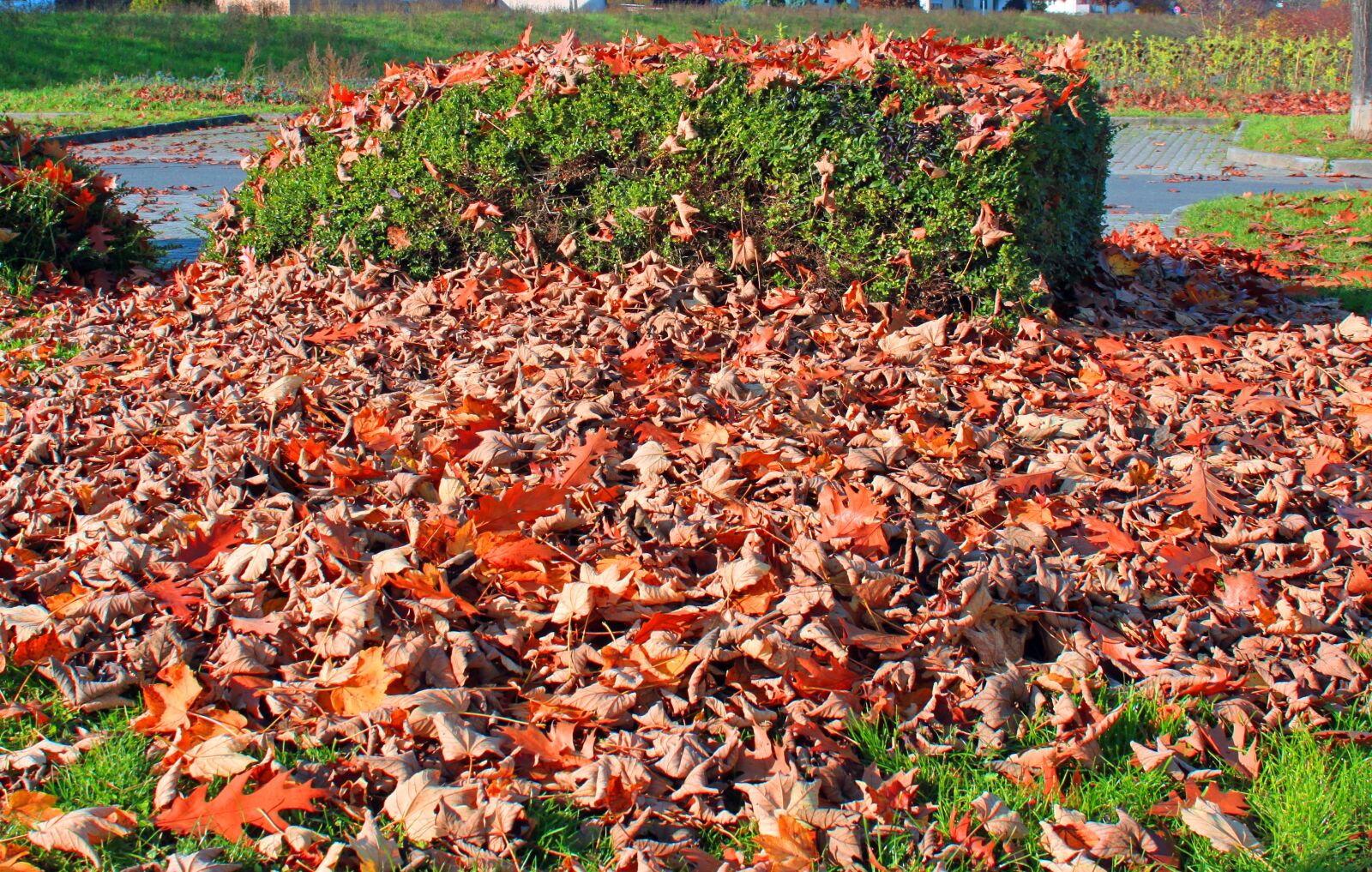 Canon EOS 500D (EOS Rebel T1i / EOS Kiss X3) sample photo. Autumn, leaves, forest photography
