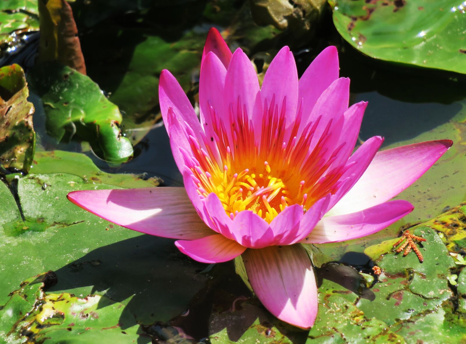 Canon PowerShot G3 X sample photo. Pond, lotus, aquatic plants photography