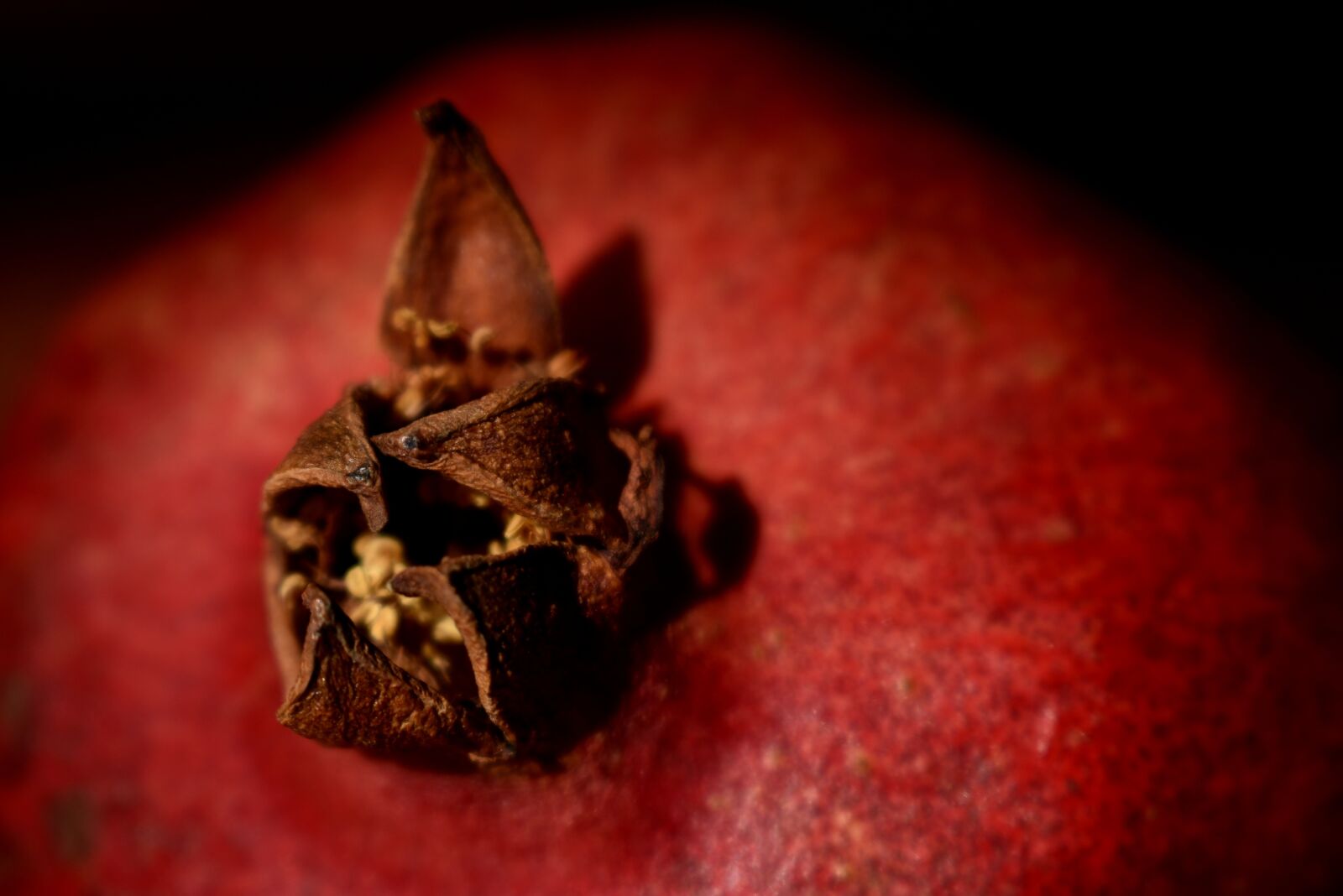 Nikon D3400 sample photo. Pomegranate, macro, fruit photography