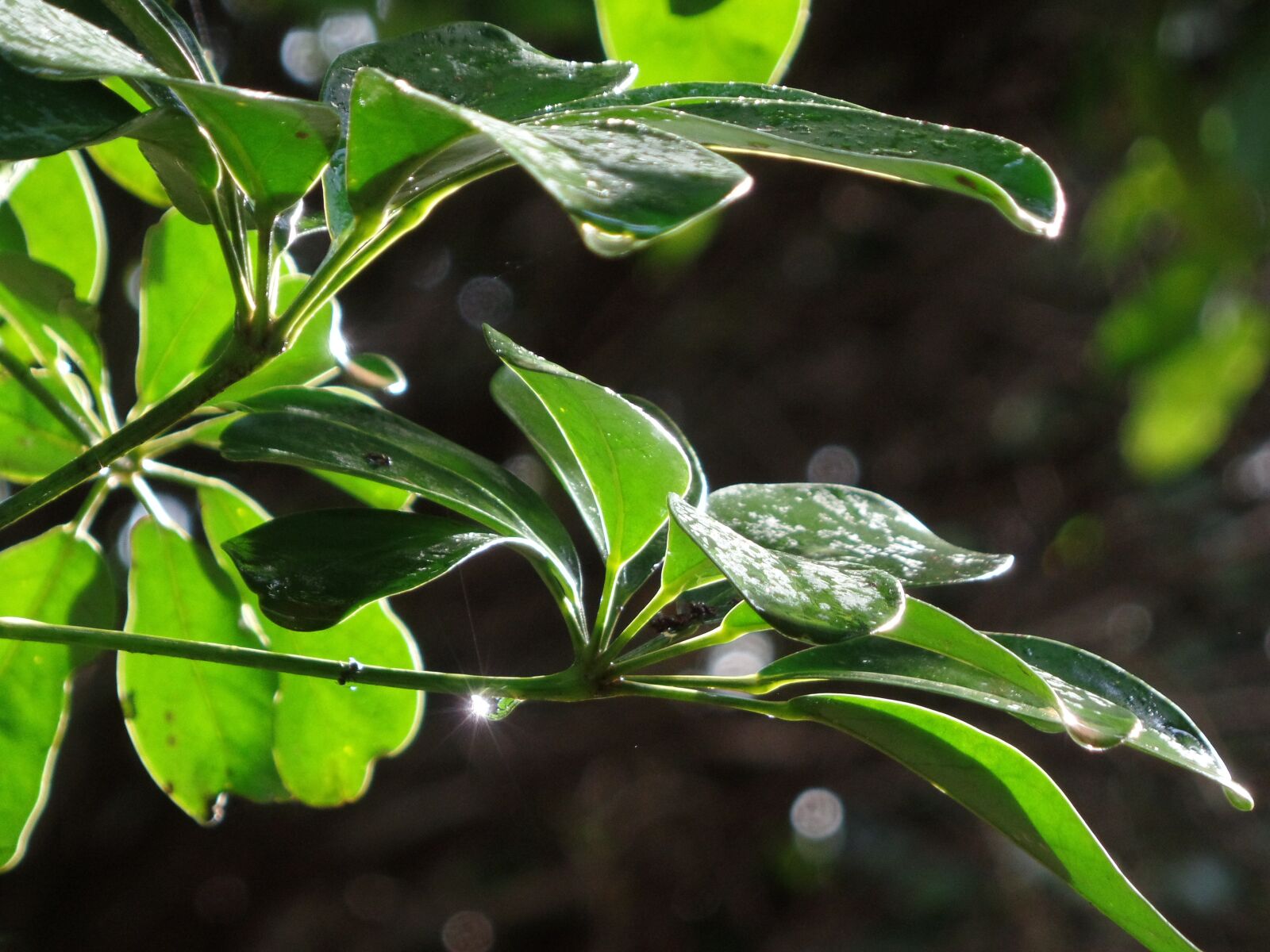 Samsung WB350F/WB351F/WB352F sample photo. Rain, details, nature photography