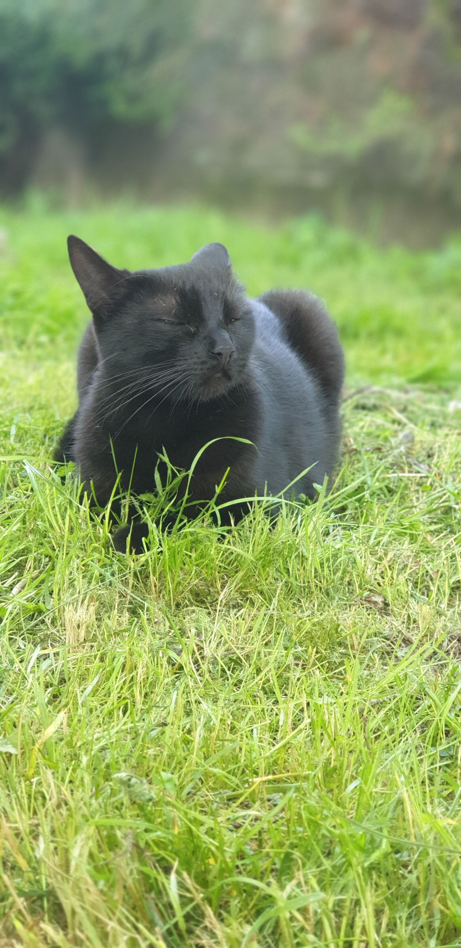 Samsung Galaxy S9+ sample photo. Cat, black cat, spring photography