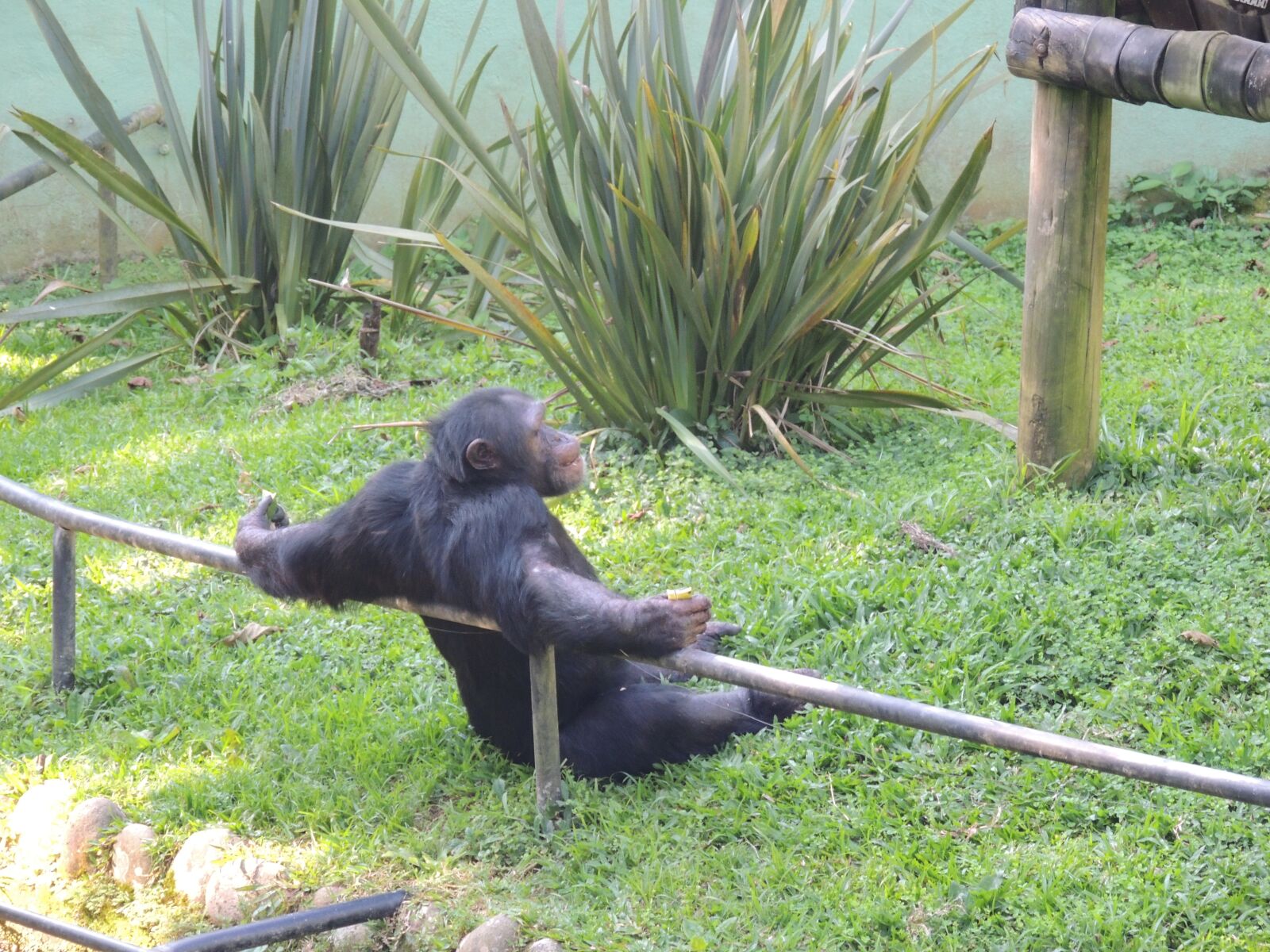 Nikon Coolpix P510 sample photo. Zoo, chimp, monkey photography