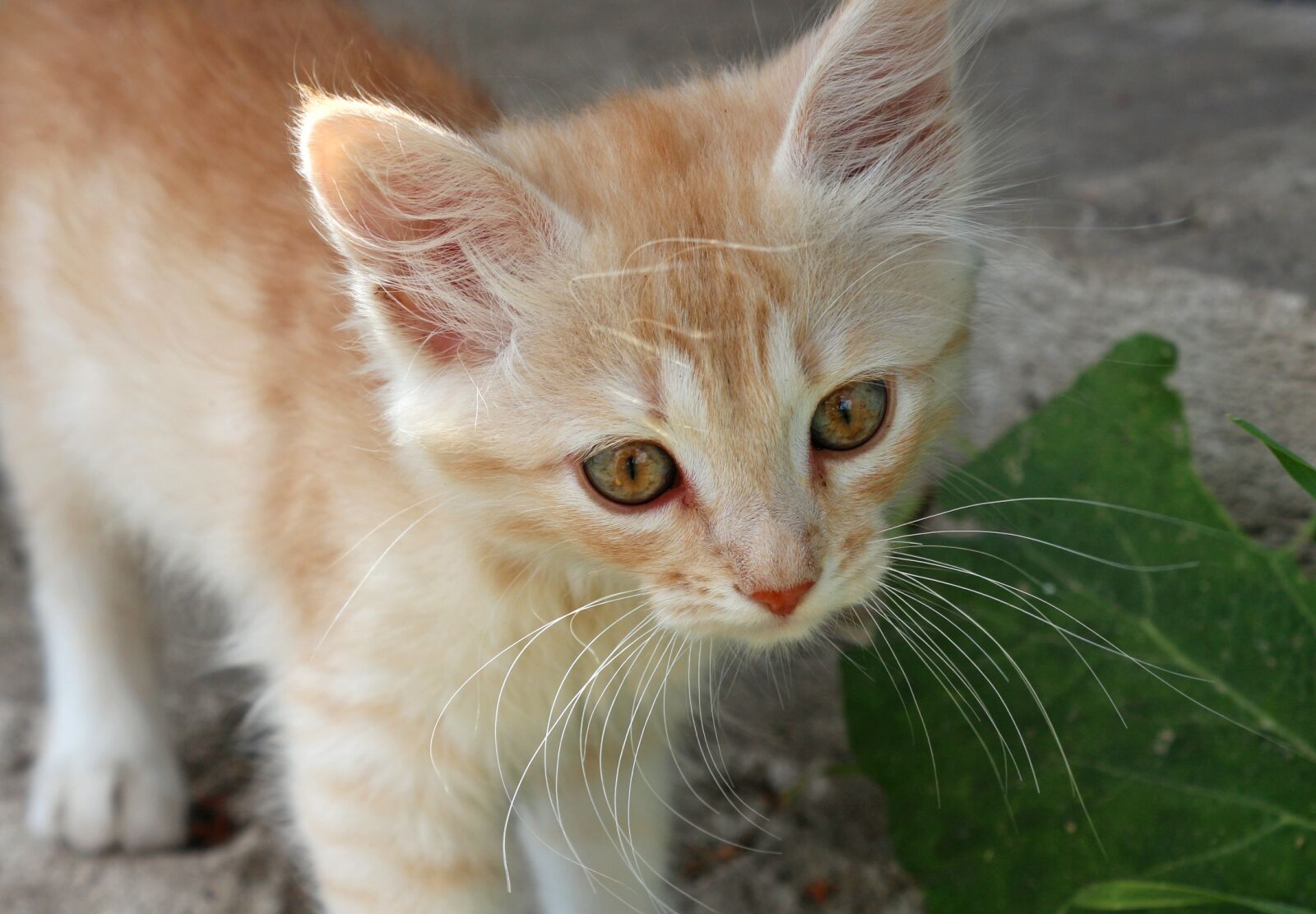 Canon EOS 650D (EOS Rebel T4i / EOS Kiss X6i) sample photo. Kitten, ginger kitten, redhead photography