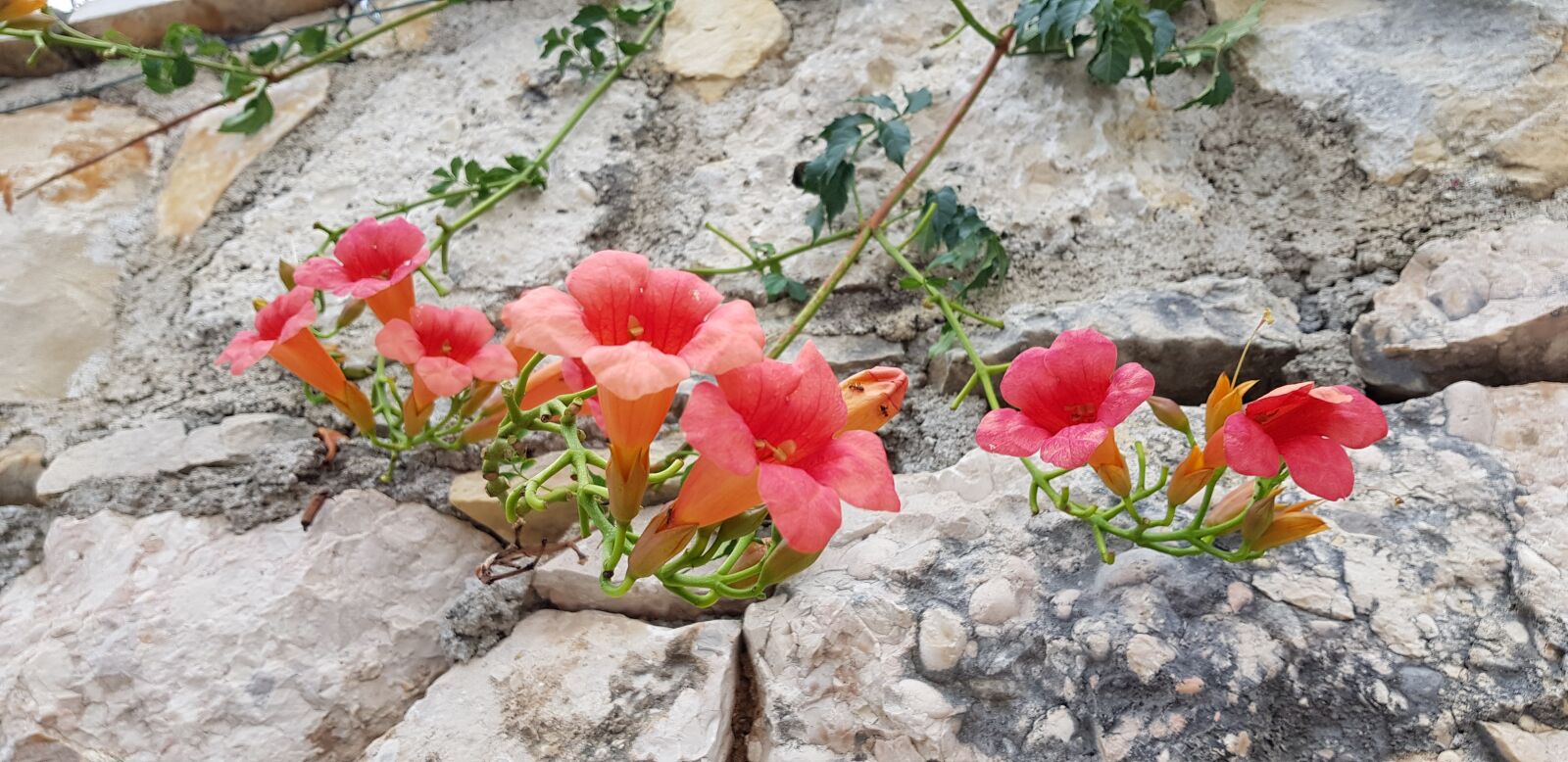 Samsung Galaxy S8 sample photo. Flowers, stones, nature photography