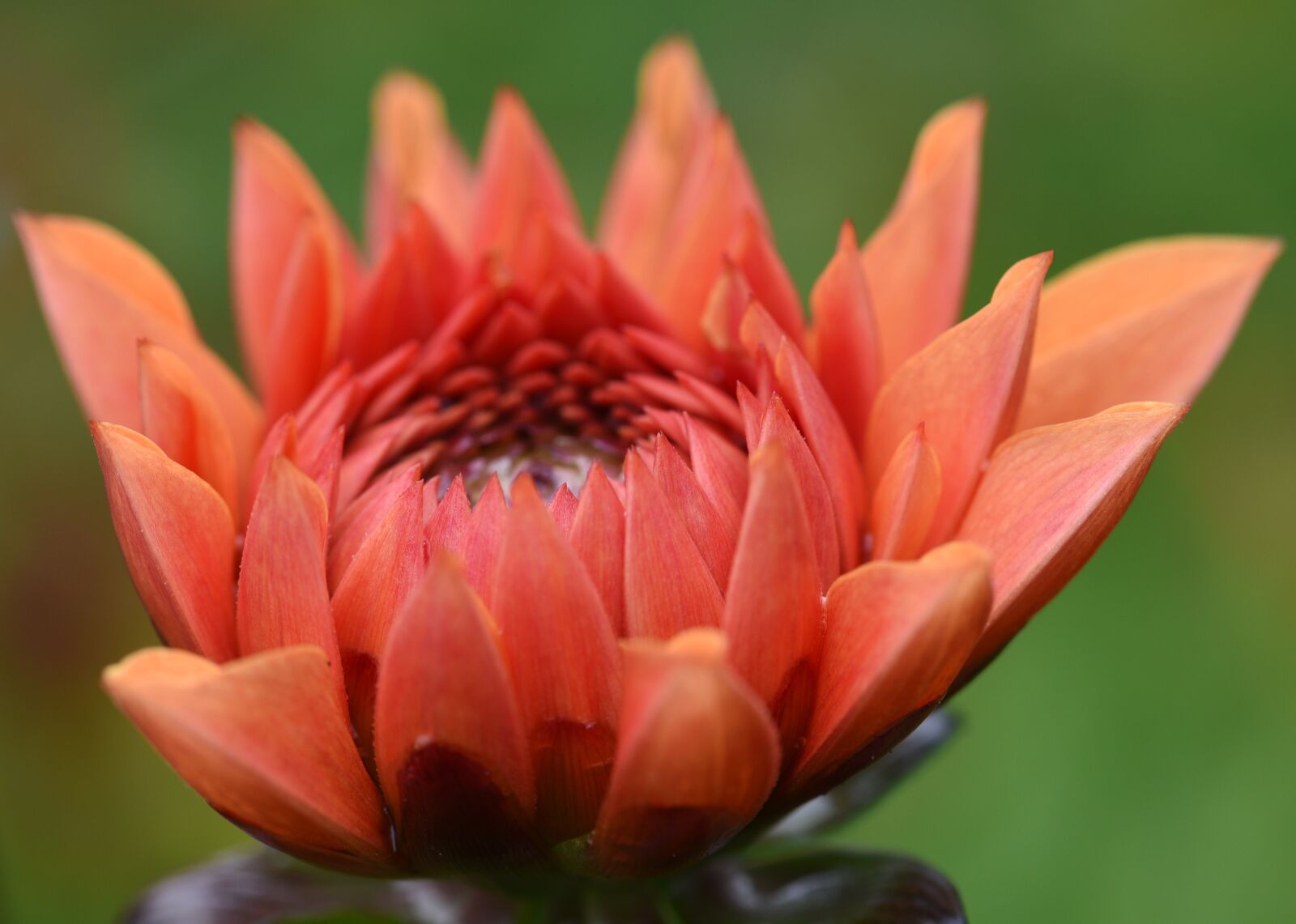 Nikon D750 sample photo. Dahlia, flower, garden photography