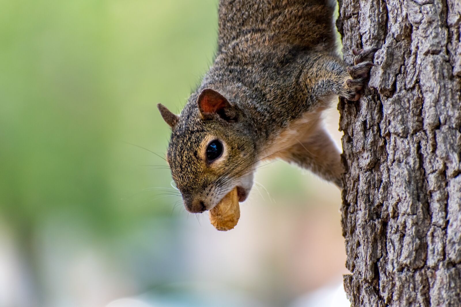 Nikon D3500 sample photo. Squirrel, peanut, animal photography