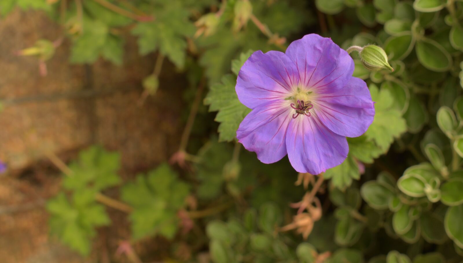Nikon D3400 sample photo. Flower, macro, bokeh photography