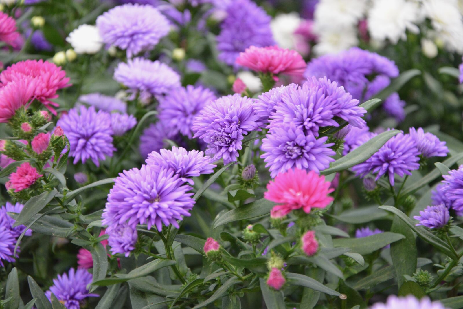 Nikon D5200 sample photo. Flowers, asters, purple flowers photography
