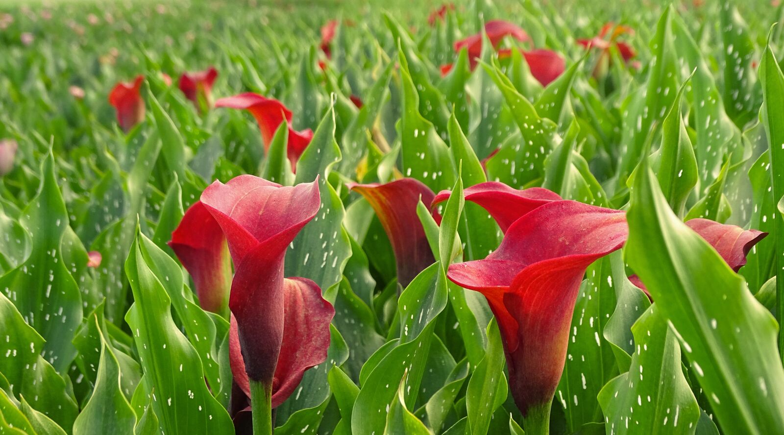 Sony Cyber-shot DSC-HX400V sample photo. Calla, red, flowers photography