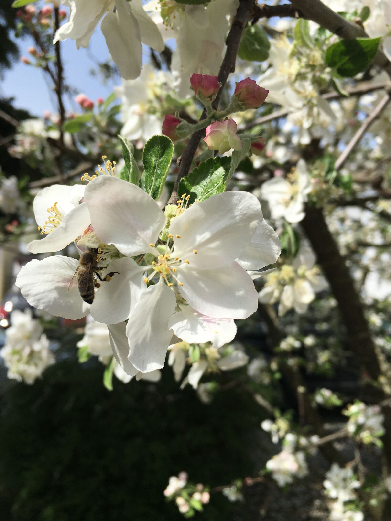 iPhone 6s Plus back camera 4.15mm f/2.2 sample photo. Spring flower, blossom, white photography