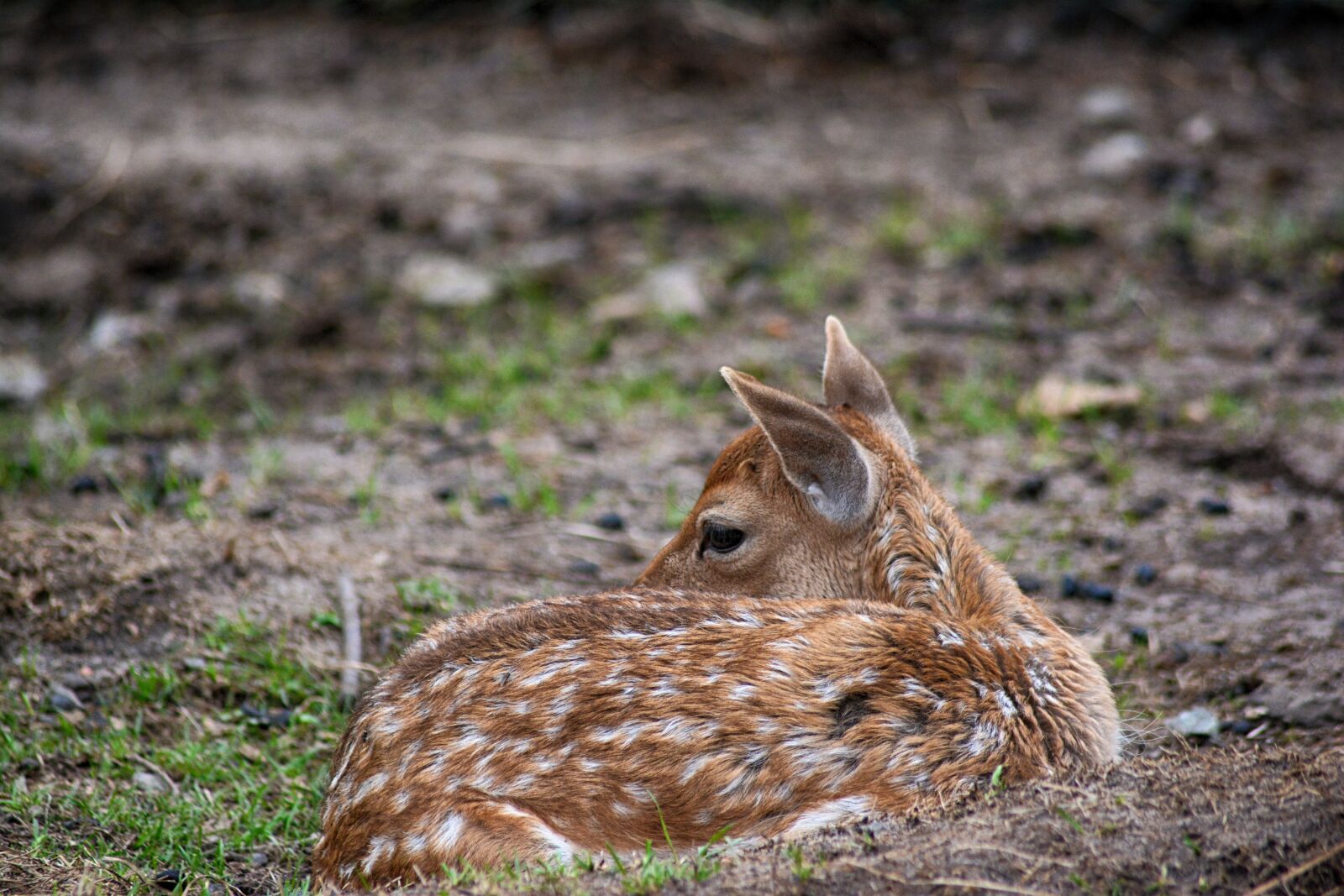Nikon D5200 sample photo. Roe deer, fawn, mammal photography
