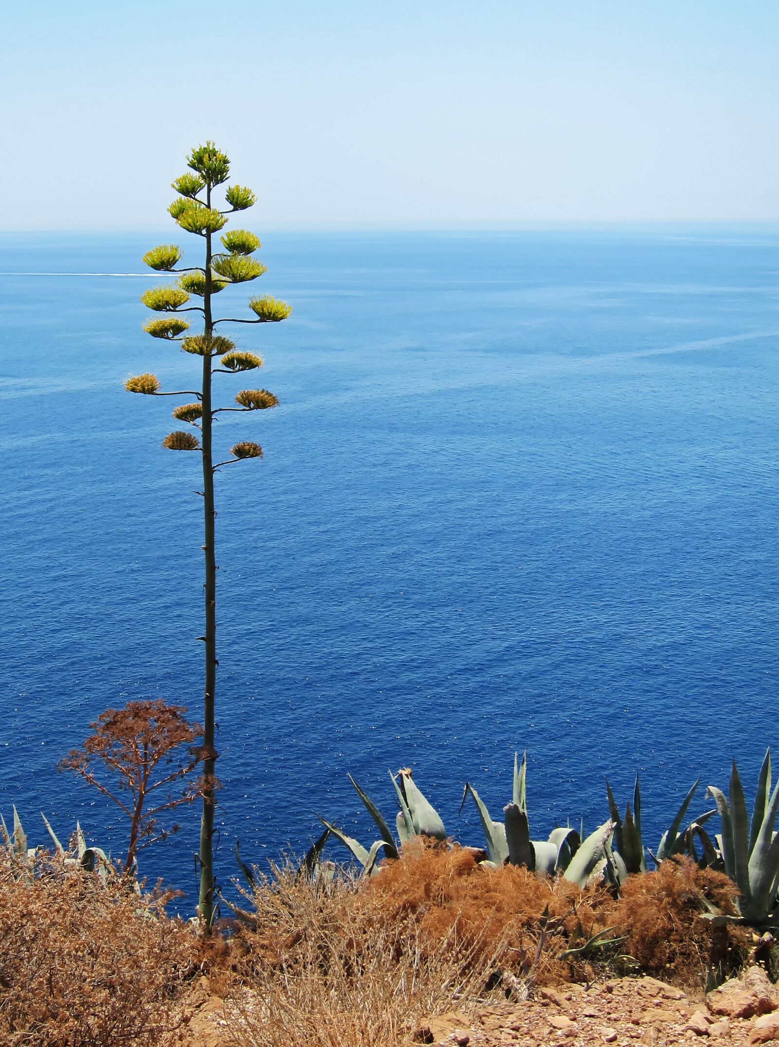 Canon PowerShot S95 sample photo. Aegean sea, greece, succulents photography