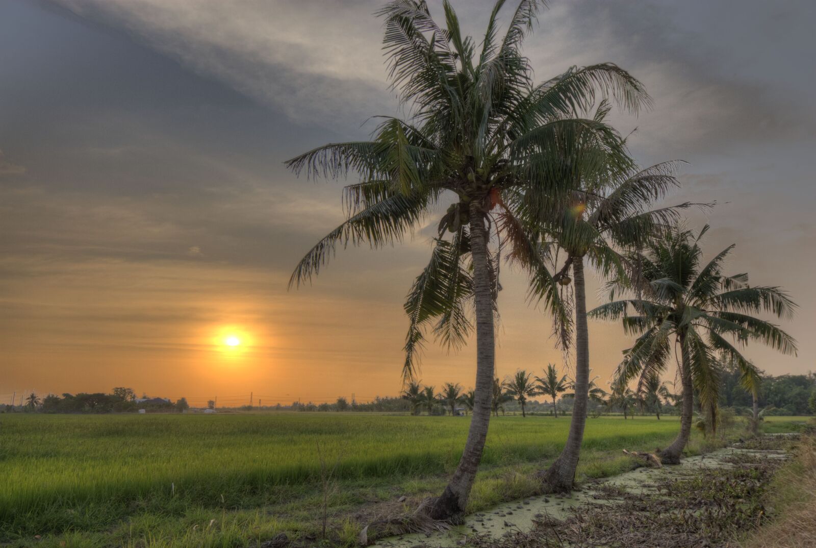 Nikon D200 + Tokina AT-X Pro 12-24mm F4 (IF) DX sample photo. Coconut, tree, countryside, rice photography