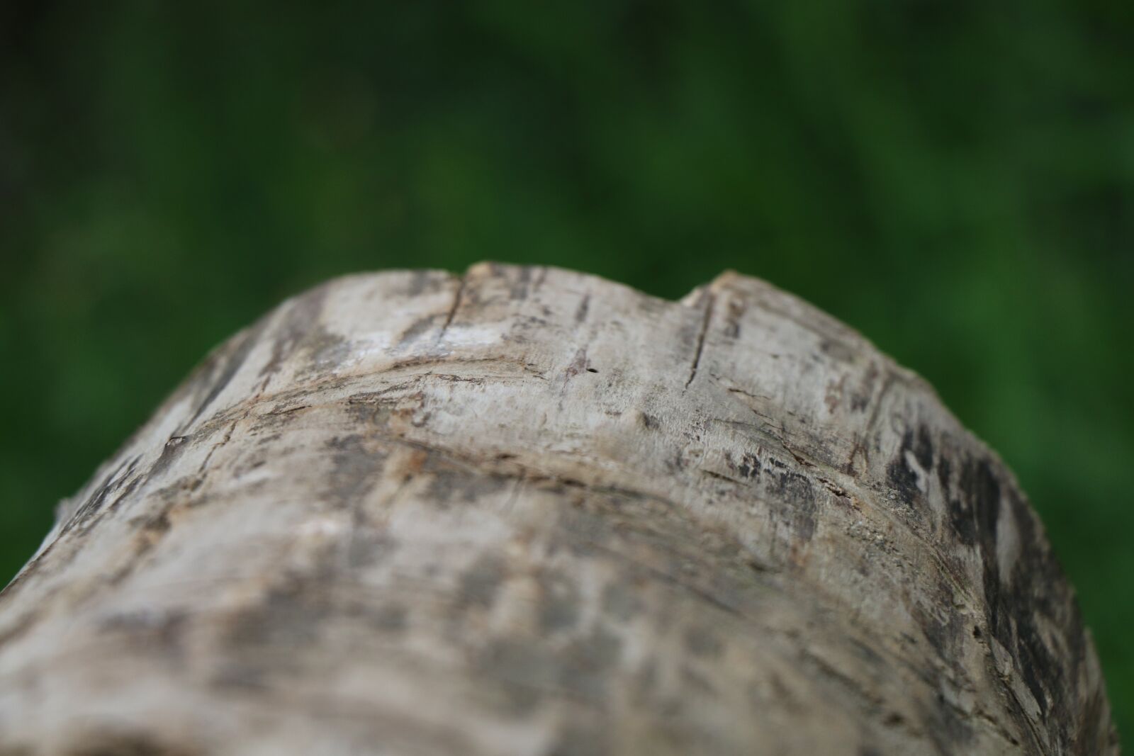 Canon EOS 70D sample photo. Stump, tree, nature photography