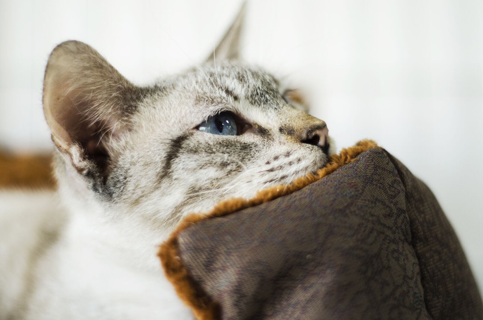 Nikon D7000 sample photo. Animal, mammal, cute photography