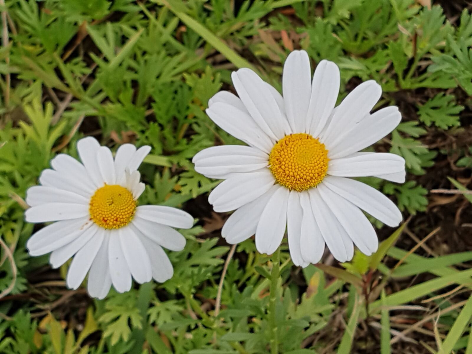 Samsung Galaxy S7 sample photo. Fall flowers, white flowers photography